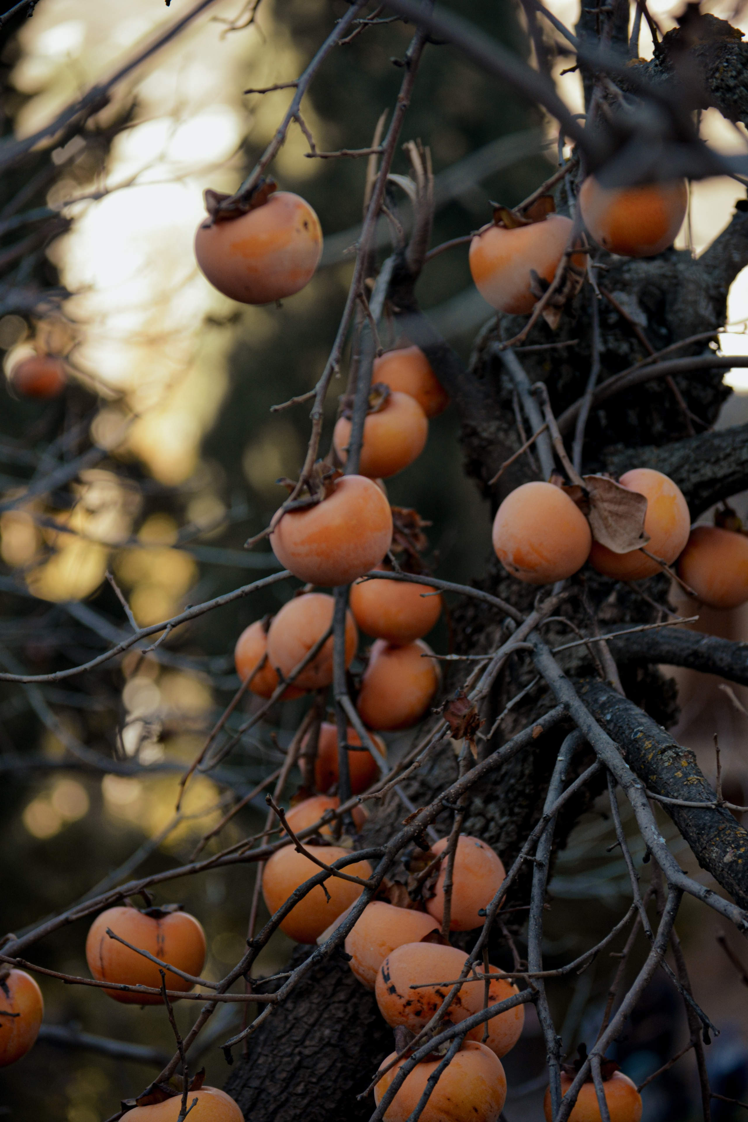 Cosas Bonitas. Yuliia Foto