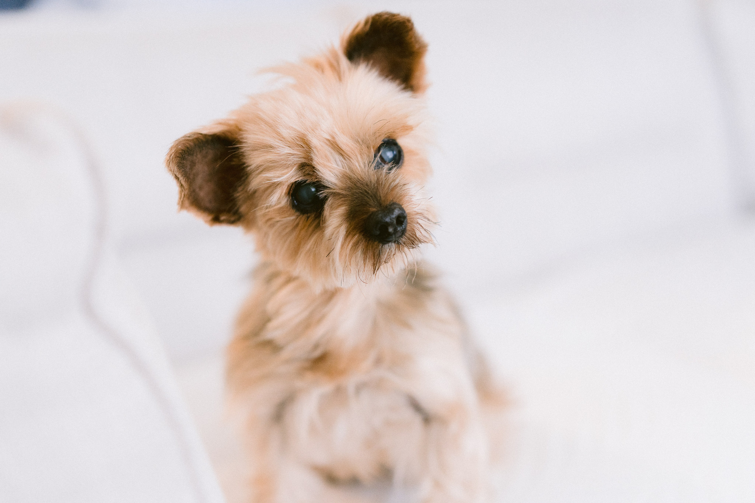 Franziska and her Yorkshire Doggy. Mallorca Wedding, Corporate & Social Photographer