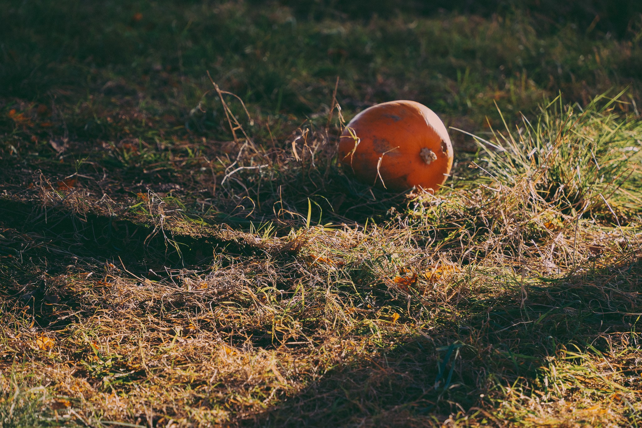 Pumpkins picking photo shoot in Solihull. Creative Family, Brand, Boudoir and Wedding Photographer in Solihull & Birmingham Irina Zoteeva