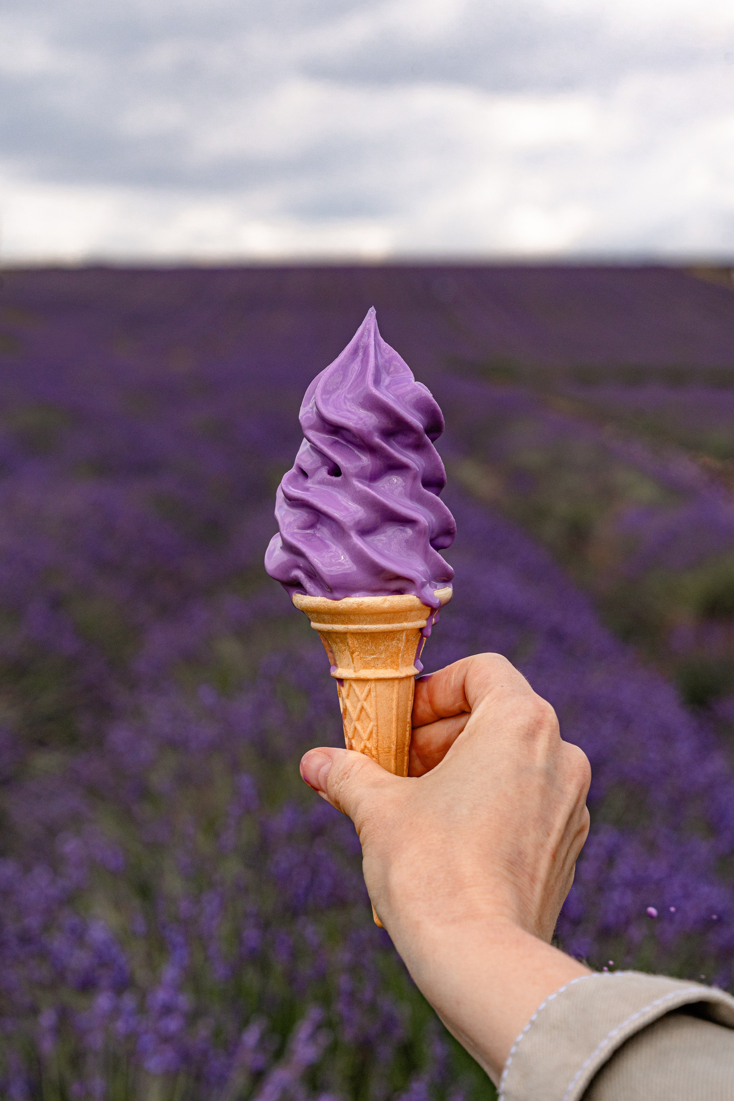 Lavender. Tonya Kyrylenko photographer in London