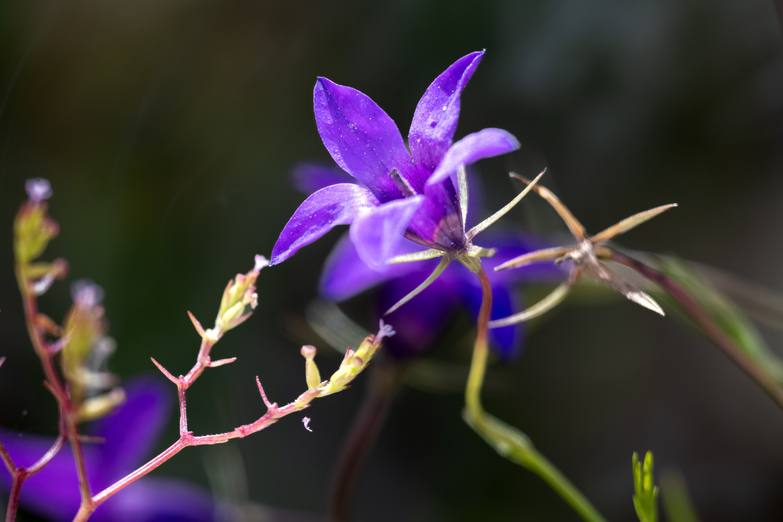 Macro Photography. Hi, my name is Eric T and I am Iris photographer