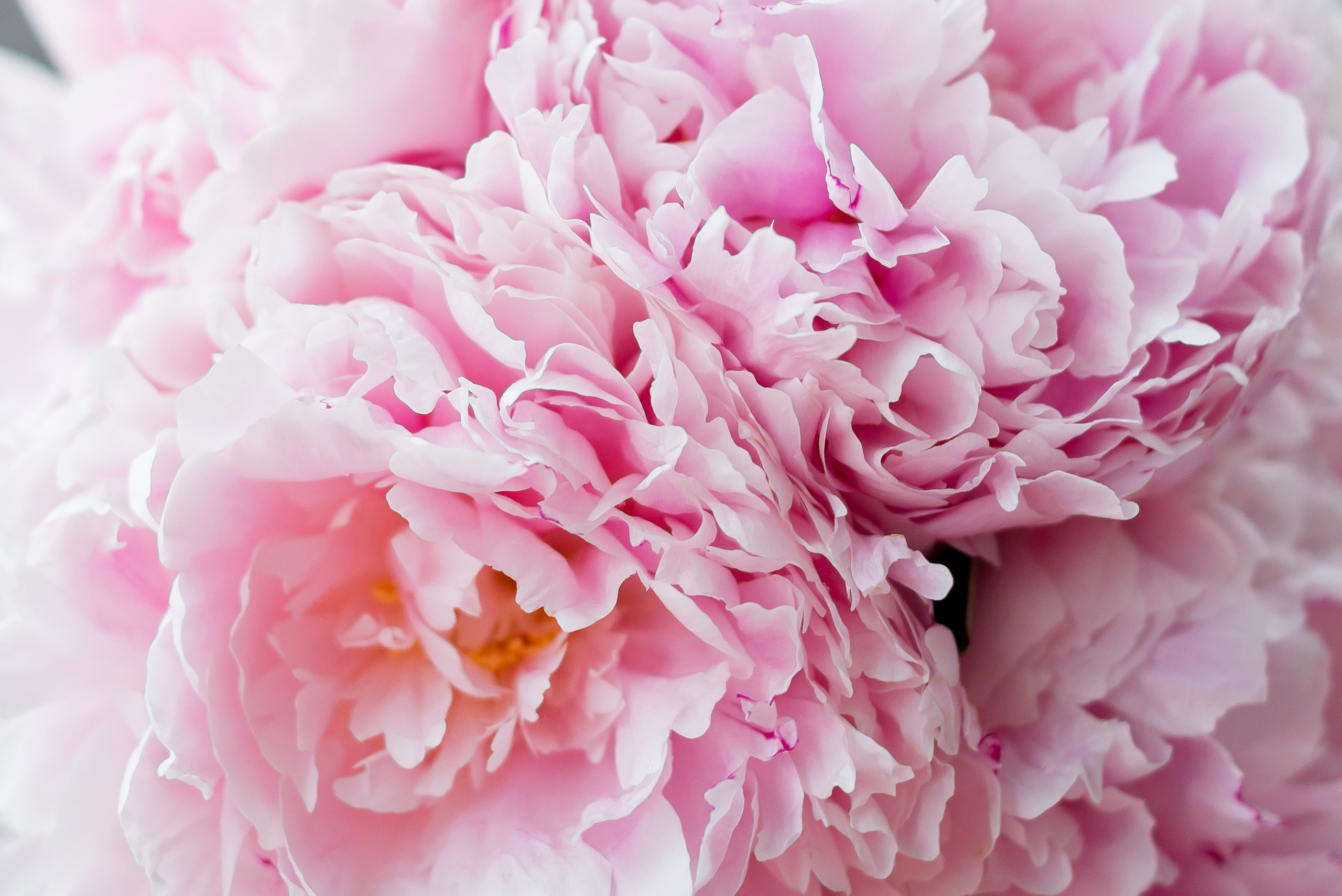 С&А. МАРИЯ ВАЛУЕВА Фотограф в Ницце, Каннах, Монако, Франции, Европе. Фотограф в Стамбуле