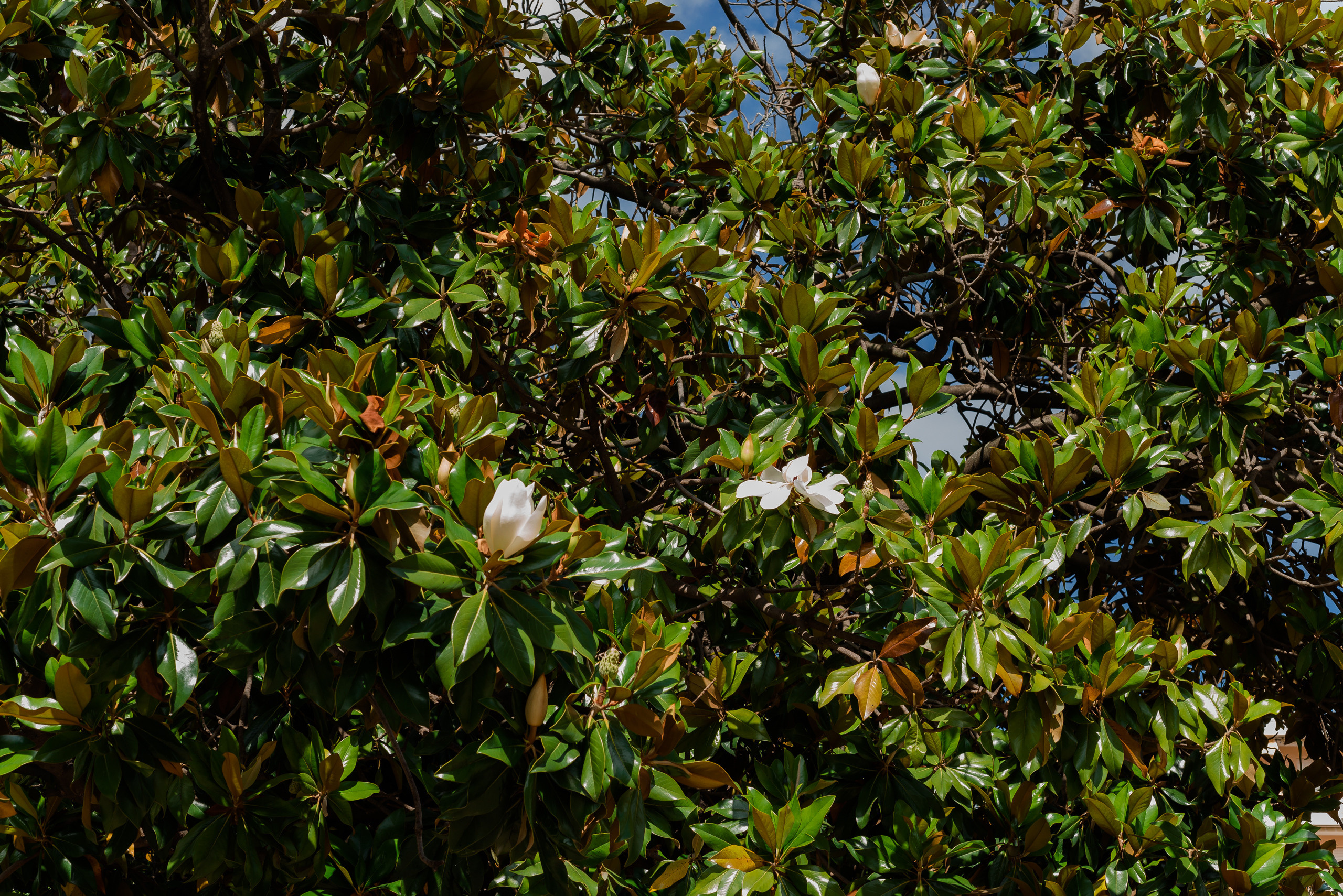 Umut. Un día en Juan les Pins. MARIA VALUEVA Fotógrafo en Niza, Cannes, Monaco, Francia, Europe, Estambul, Turquía