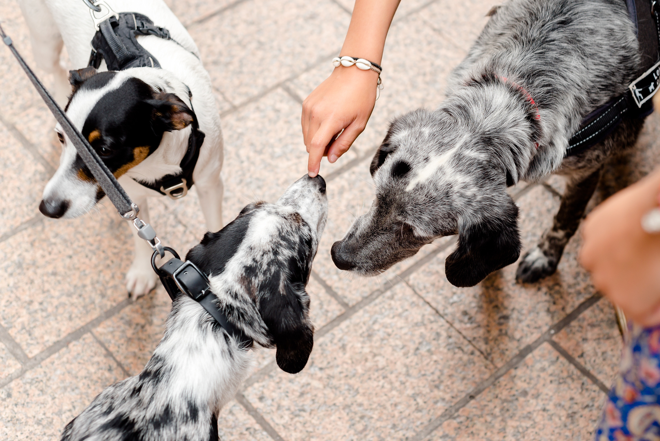 One day in Nice. Family H&T. MARIA VALUEVA Photographer in Nice, Cannes, Monaco, France, Europe, Istanbul, Turkey
