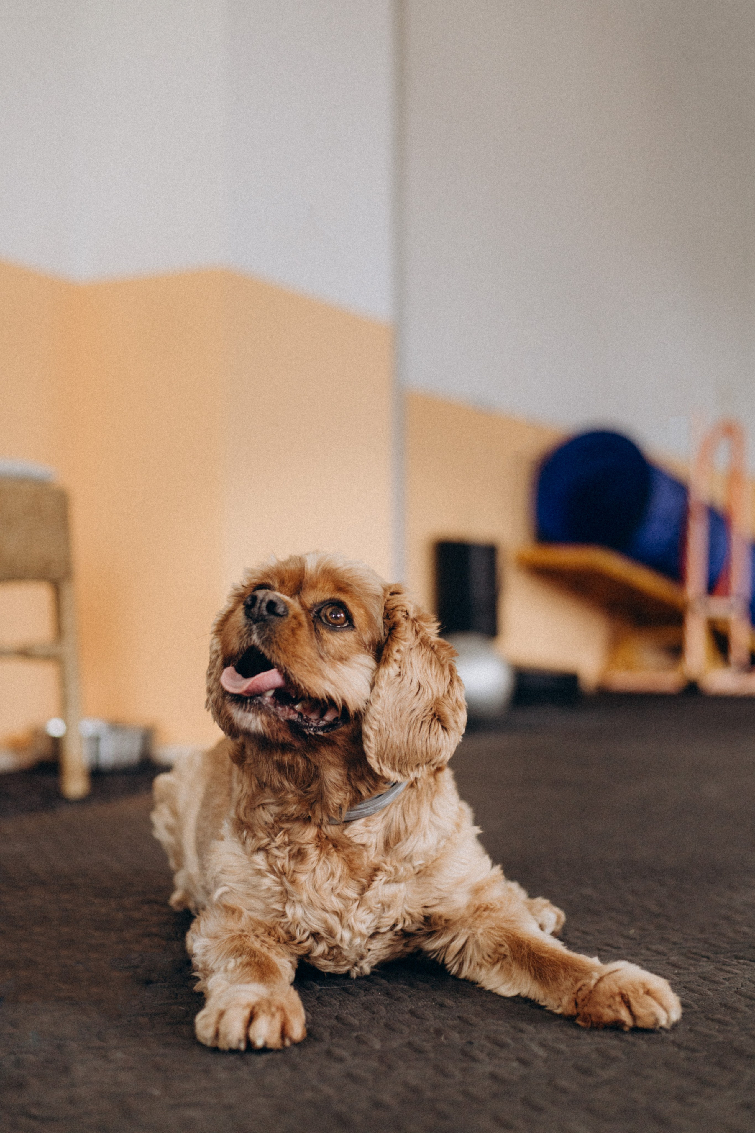 Pets. Photographer Düsseldorf, Cologne, NRW — Kristina Braudo