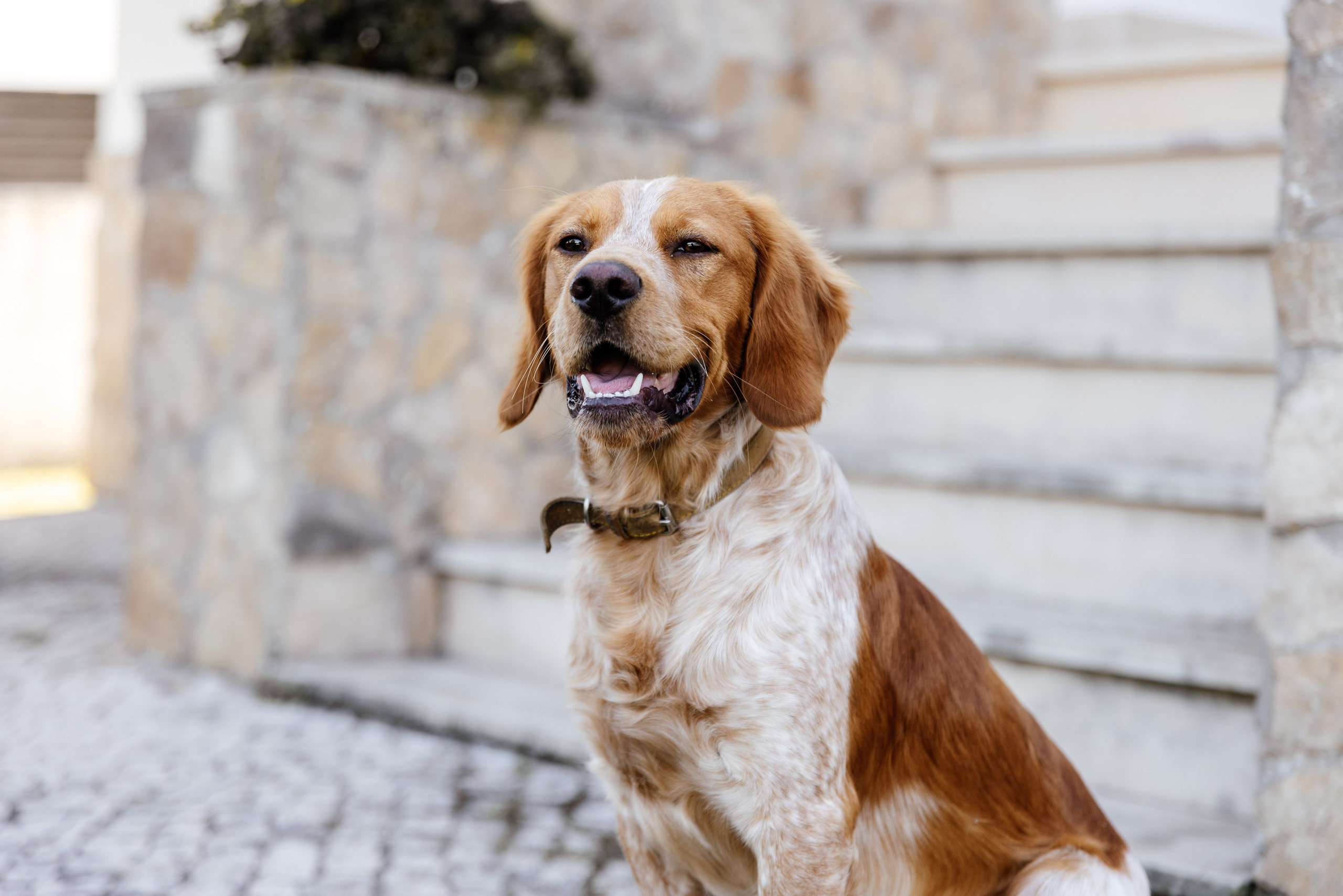 Galeria e Filme Casamento Challet Fonte Nova. Luxury Wedding Photography & Cinematic Films | Portugal & Destination Weddings | Ricardo & Mary Pictures