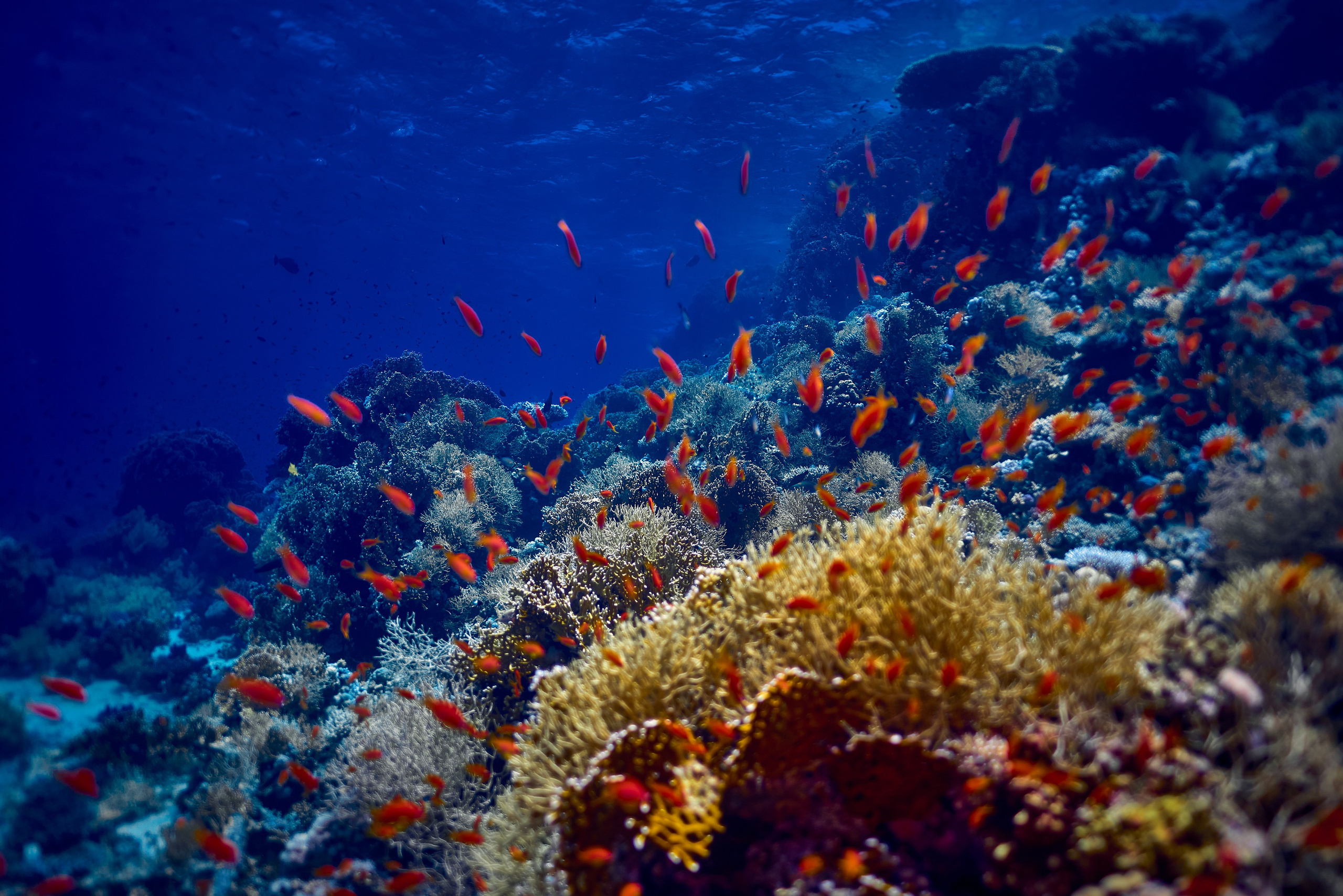 Fotograf podwodny Andriej Szypiłow - Fauna i flora Czerwonego i Adriatyckiego Mórz. Andriej Szypilow - Fotografia & Wideografia