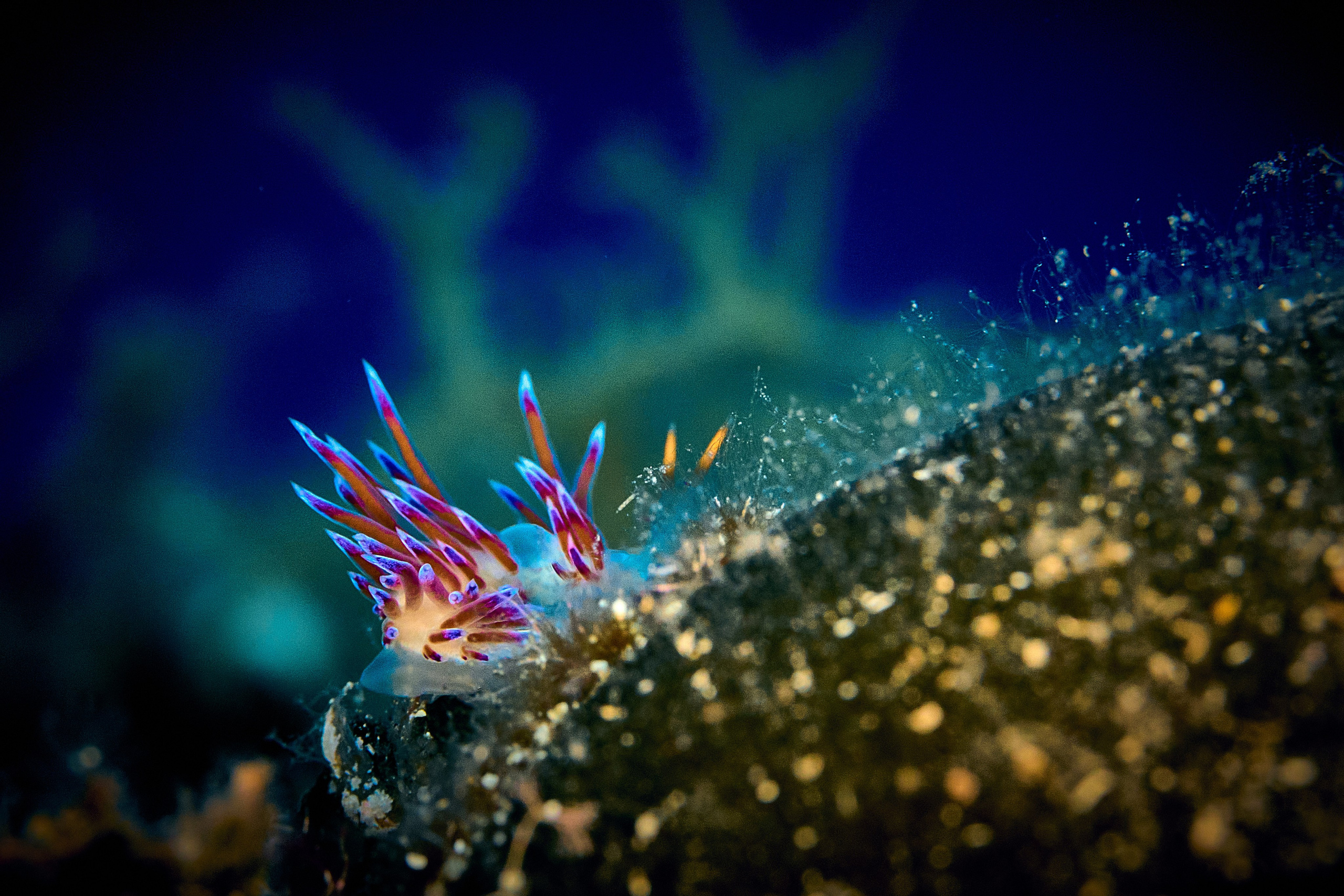 Fotograf podwodny Andriej Szypiłow - Fauna i flora Czerwonego i Adriatyckiego Mórz. Andriej Szypilow - Fotografia & Wideografia