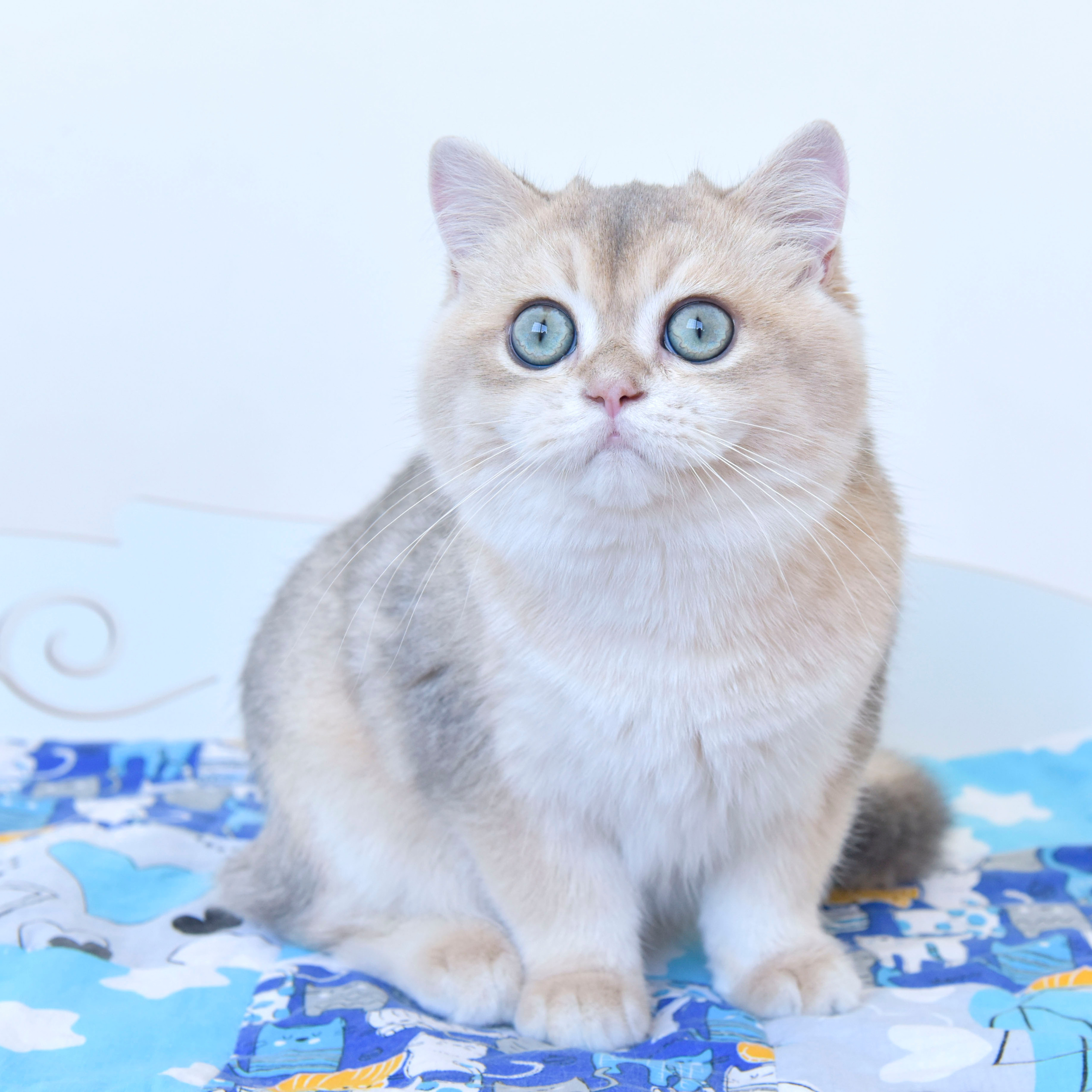 Фотосессия Eclair INC Dias, плюшевый медвежонок, покоривший моё сердце!. British shorthair Cyprus, british shorthair cattery in UK, british cat