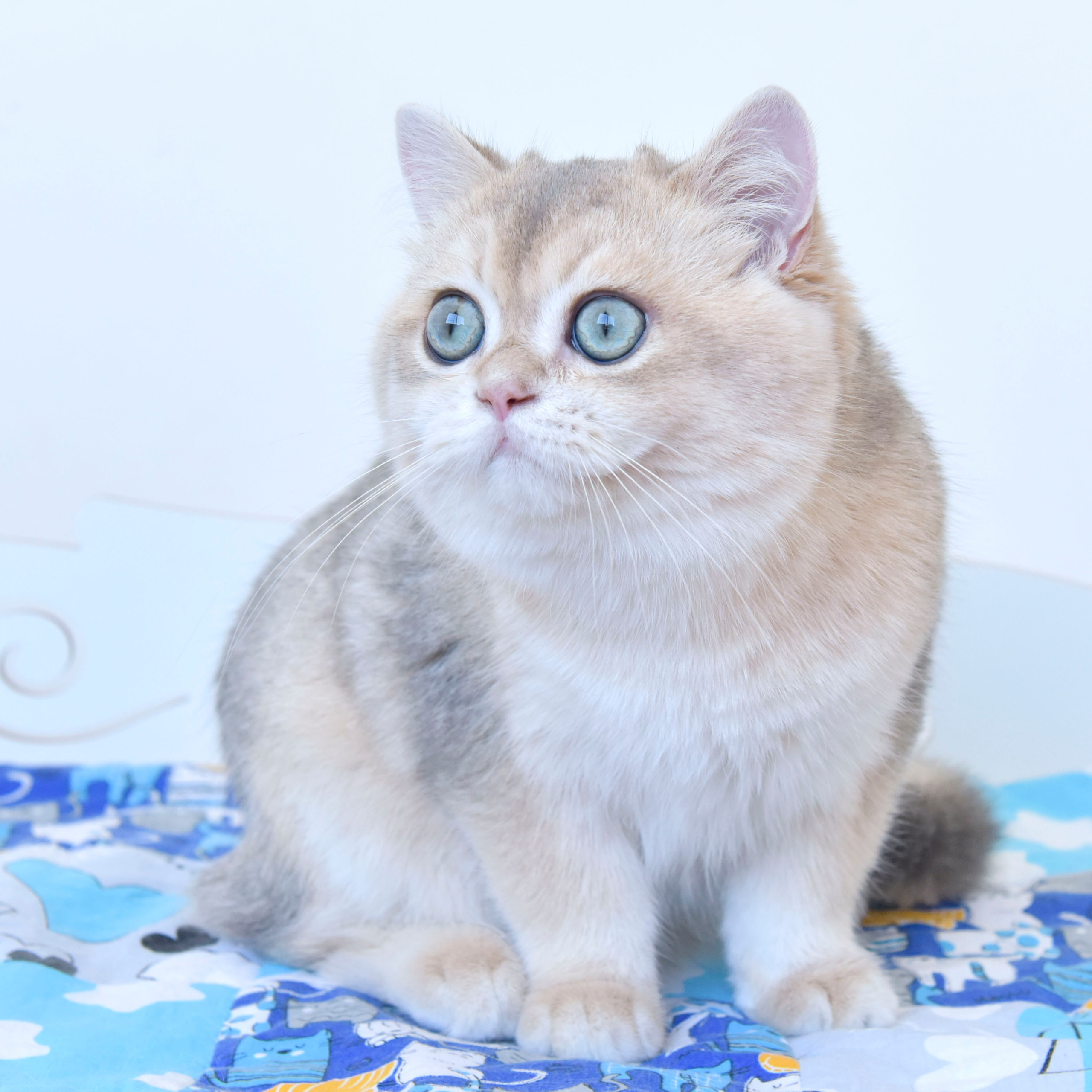 Фотосессия Eclair INC Dias, плюшевый медвежонок, покоривший моё сердце!. British shorthair Cyprus, british shorthair cattery in UK, british cat