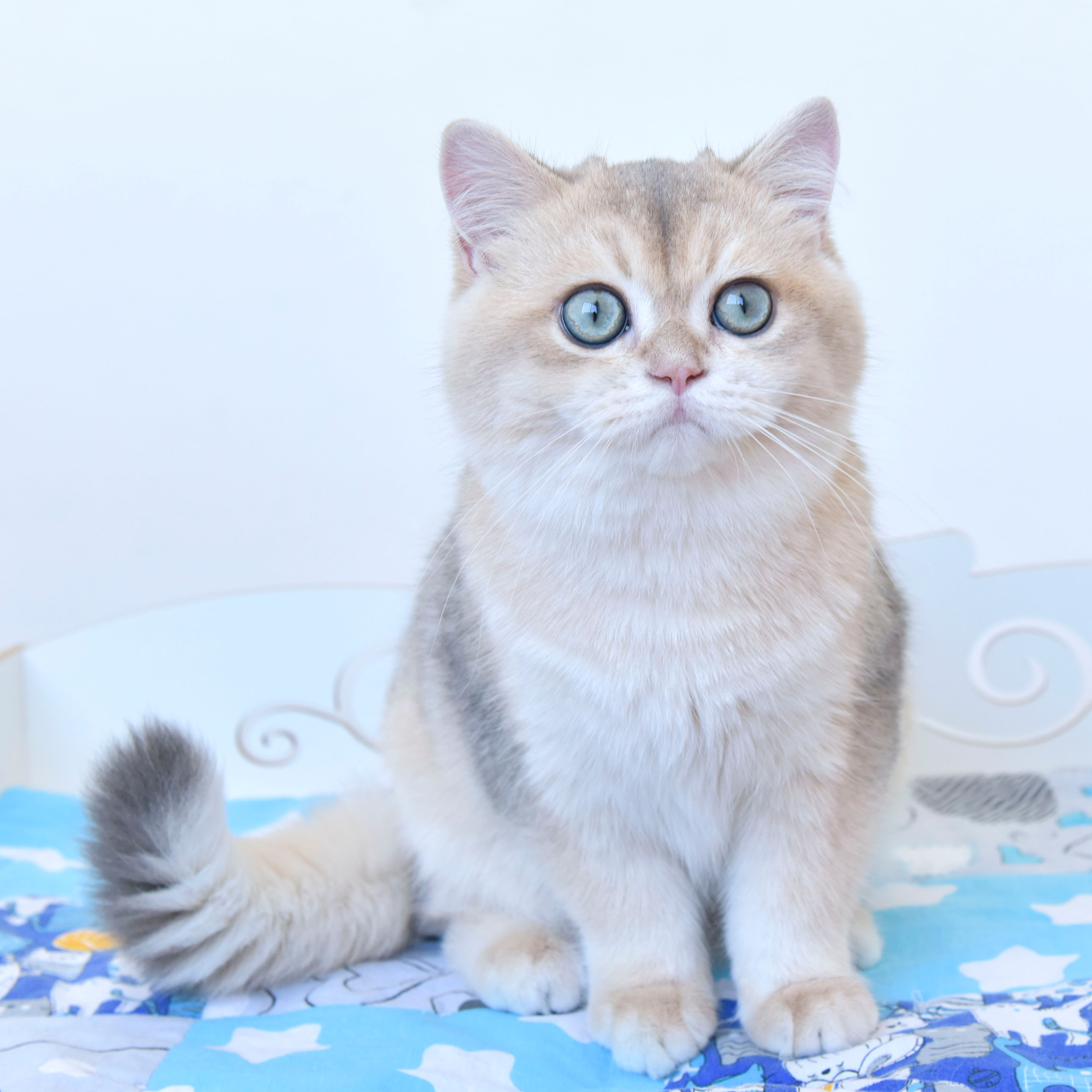 Фотосессия Eclair INC Dias, плюшевый медвежонок, покоривший моё сердце!. British shorthair Cyprus, british shorthair cattery in UK, british cat