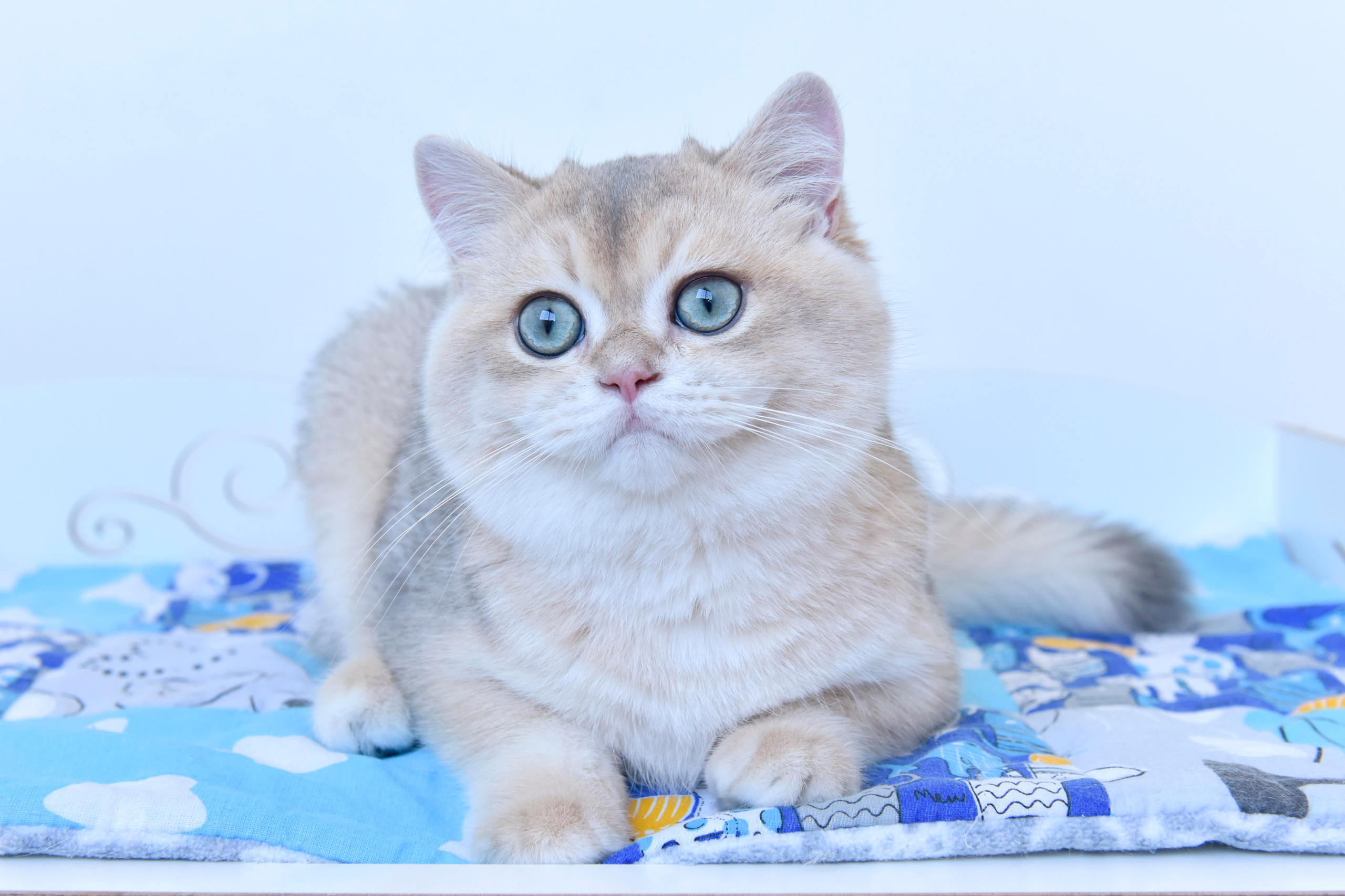 Фотосессия Eclair INC Dias, плюшевый медвежонок, покоривший моё сердце!. British shorthair Cyprus, british shorthair cattery in UK, british cat