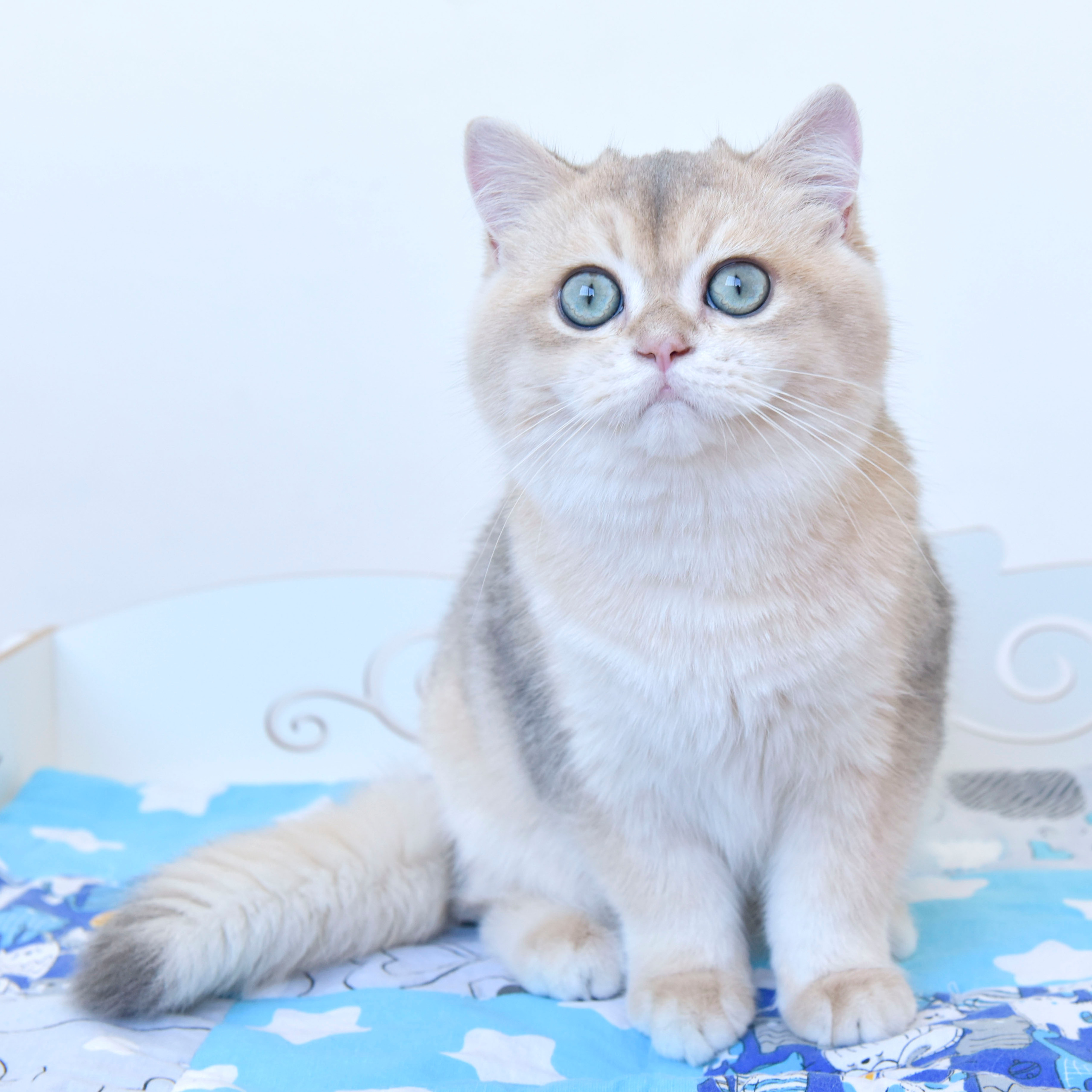 Фотосессия Eclair INC Dias, плюшевый медвежонок, покоривший моё сердце!. British shorthair Cyprus, british shorthair cattery in UK, british cat