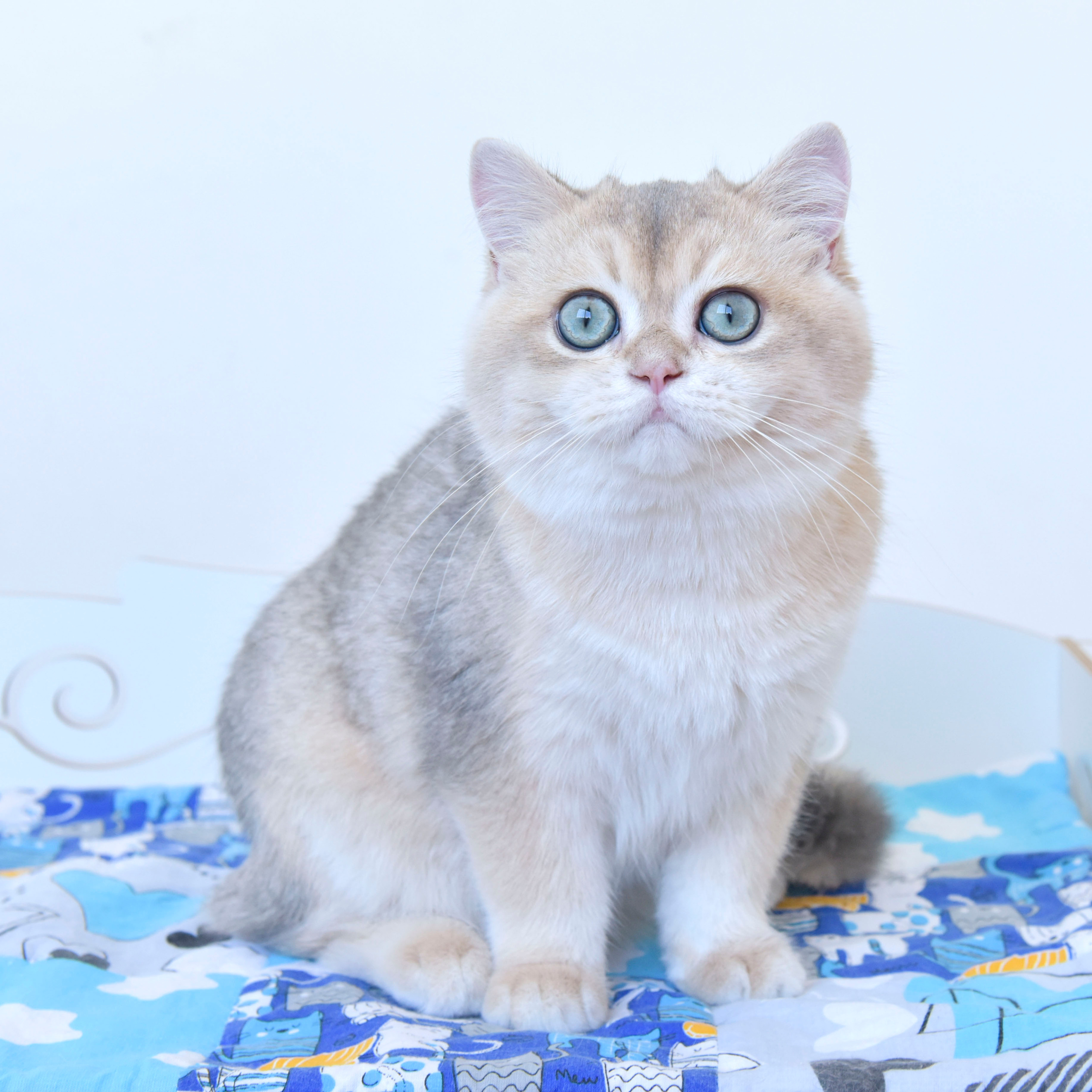 Фотосессия Eclair INC Dias, плюшевый медвежонок, покоривший моё сердце!. British shorthair Cyprus, british shorthair cattery in UK, british cat