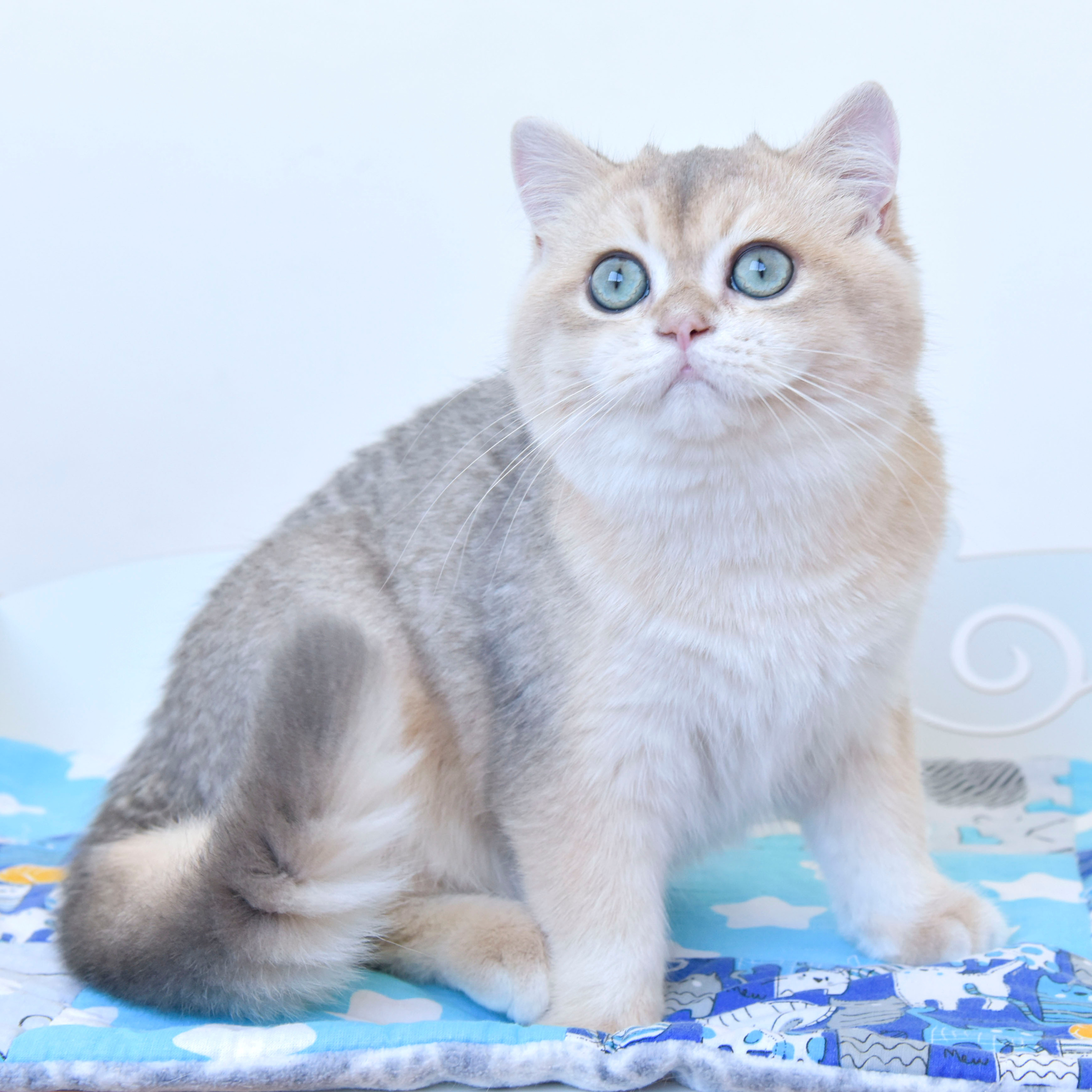 Фотосессия Eclair INC Dias, плюшевый медвежонок, покоривший моё сердце!. British shorthair Cyprus, british shorthair cattery in UK, british cat