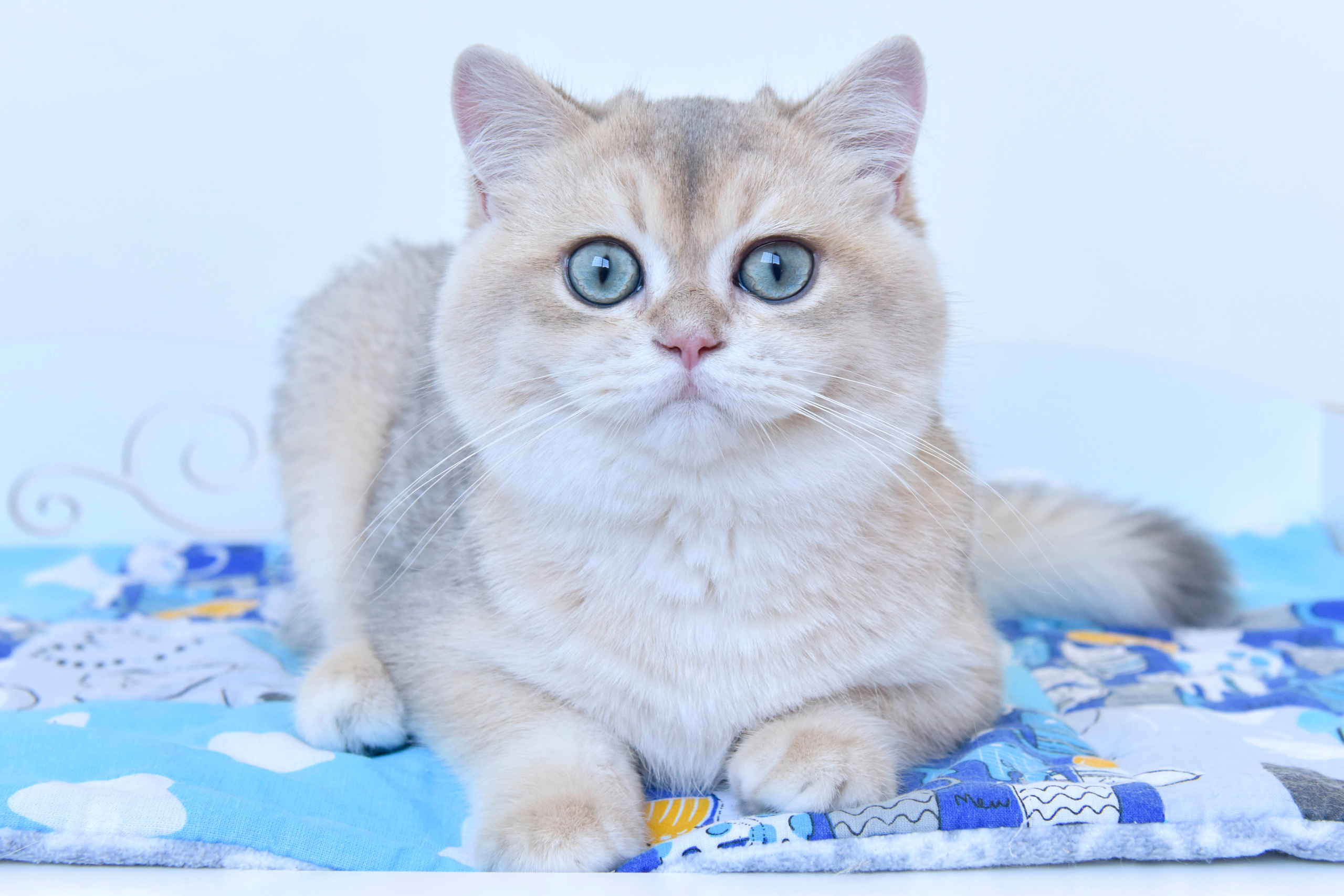 Фотосессия Eclair INC Dias, плюшевый медвежонок, покоривший моё сердце!. British shorthair Cyprus, british shorthair cattery in UK, british cat
