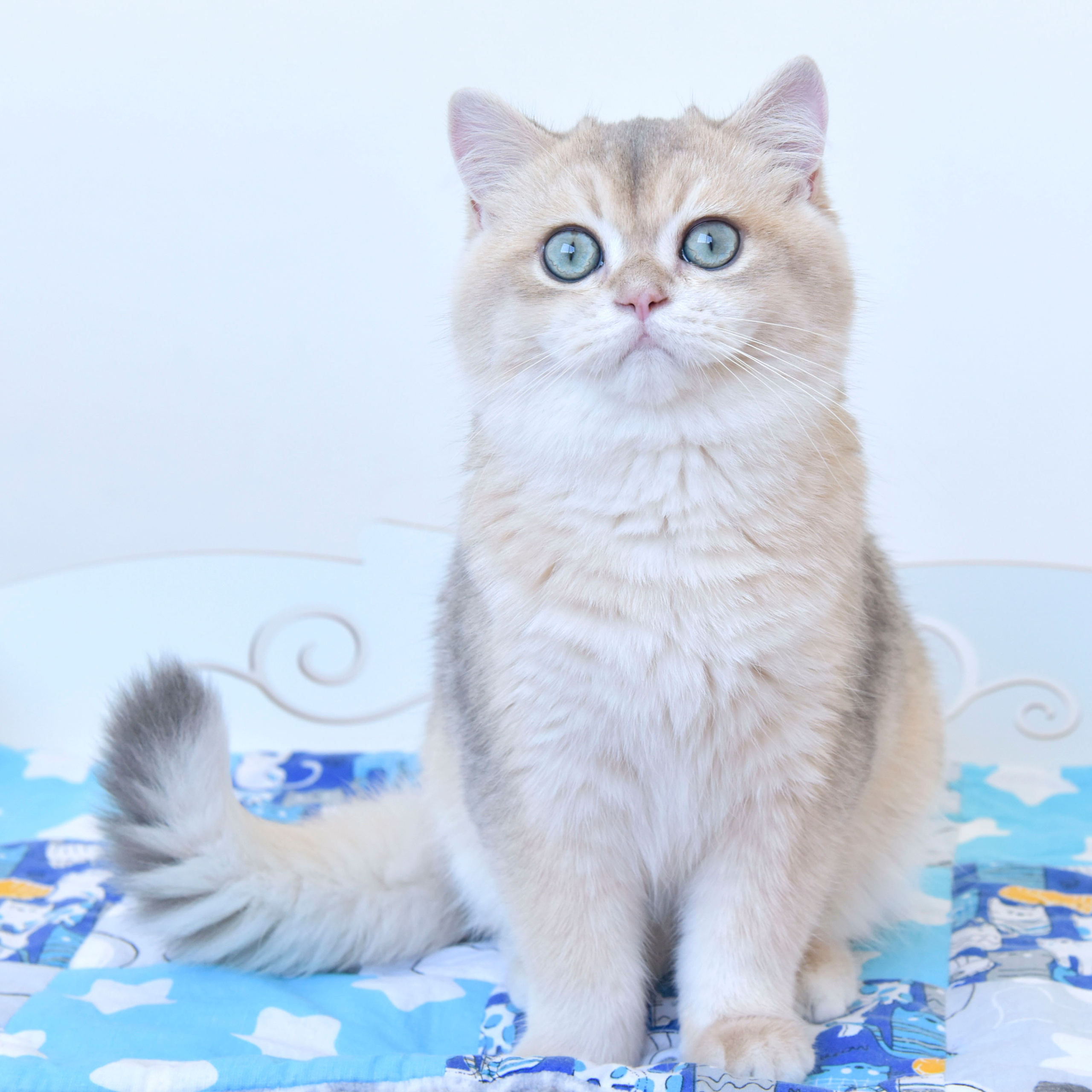 Фотосессия Eclair INC Dias, плюшевый медвежонок, покоривший моё сердце!. British shorthair Cyprus, british shorthair cattery in UK, british cat