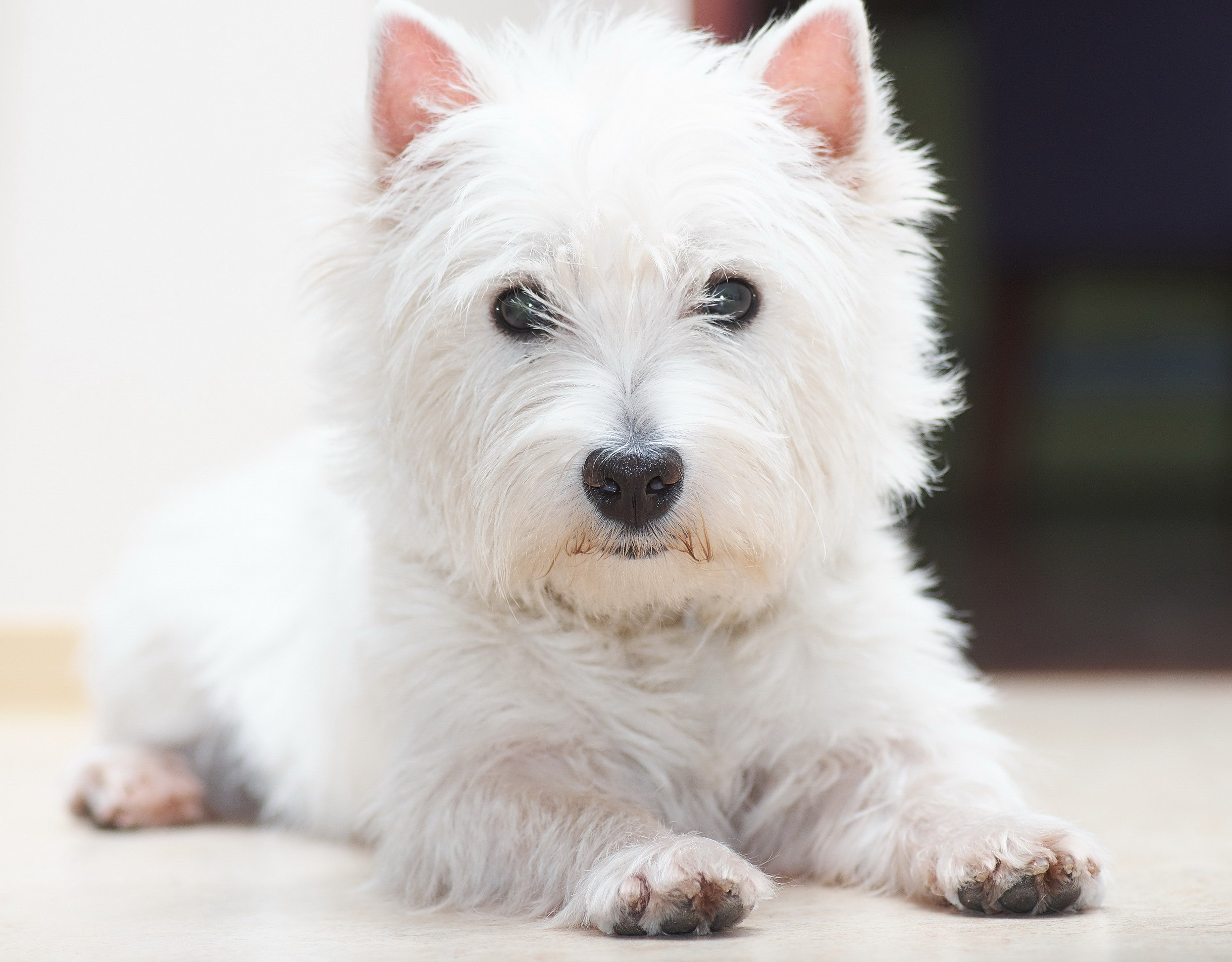 Nature & Wildlife. Yuri Popkov | Photographer