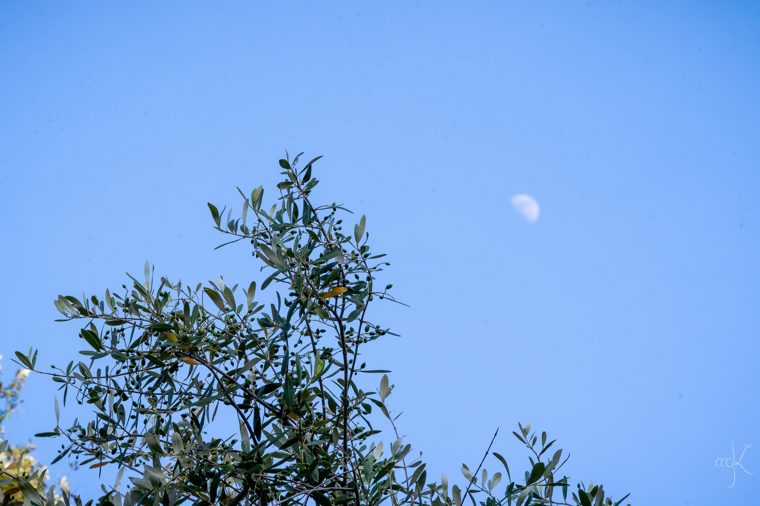 FLOWTIME: the 6th Cargèse summer school. Expect Miracles Photography by Kate & Andrew