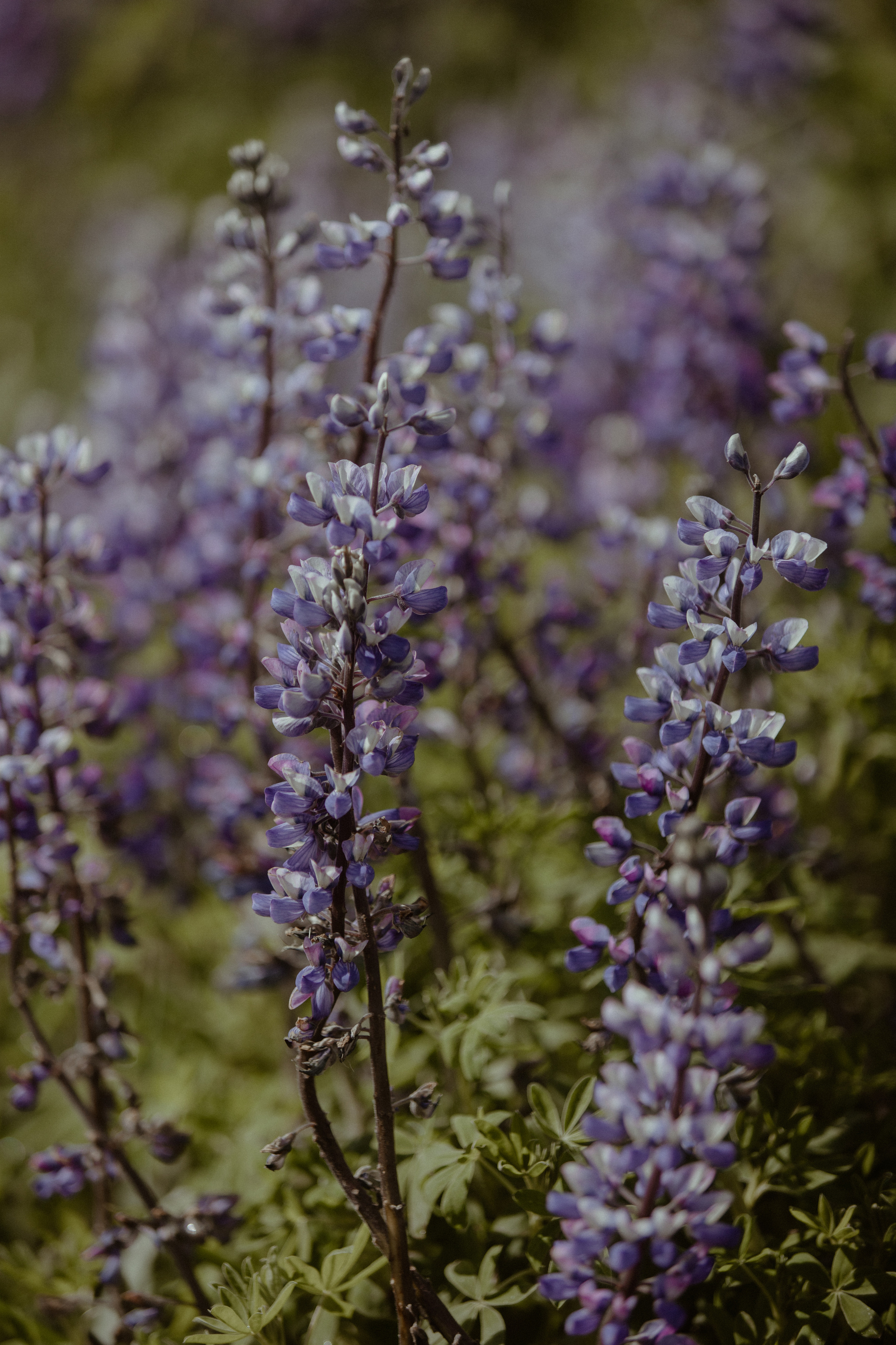Private Black Sand Beach Elopement. Iceland elopement photographer & videographer