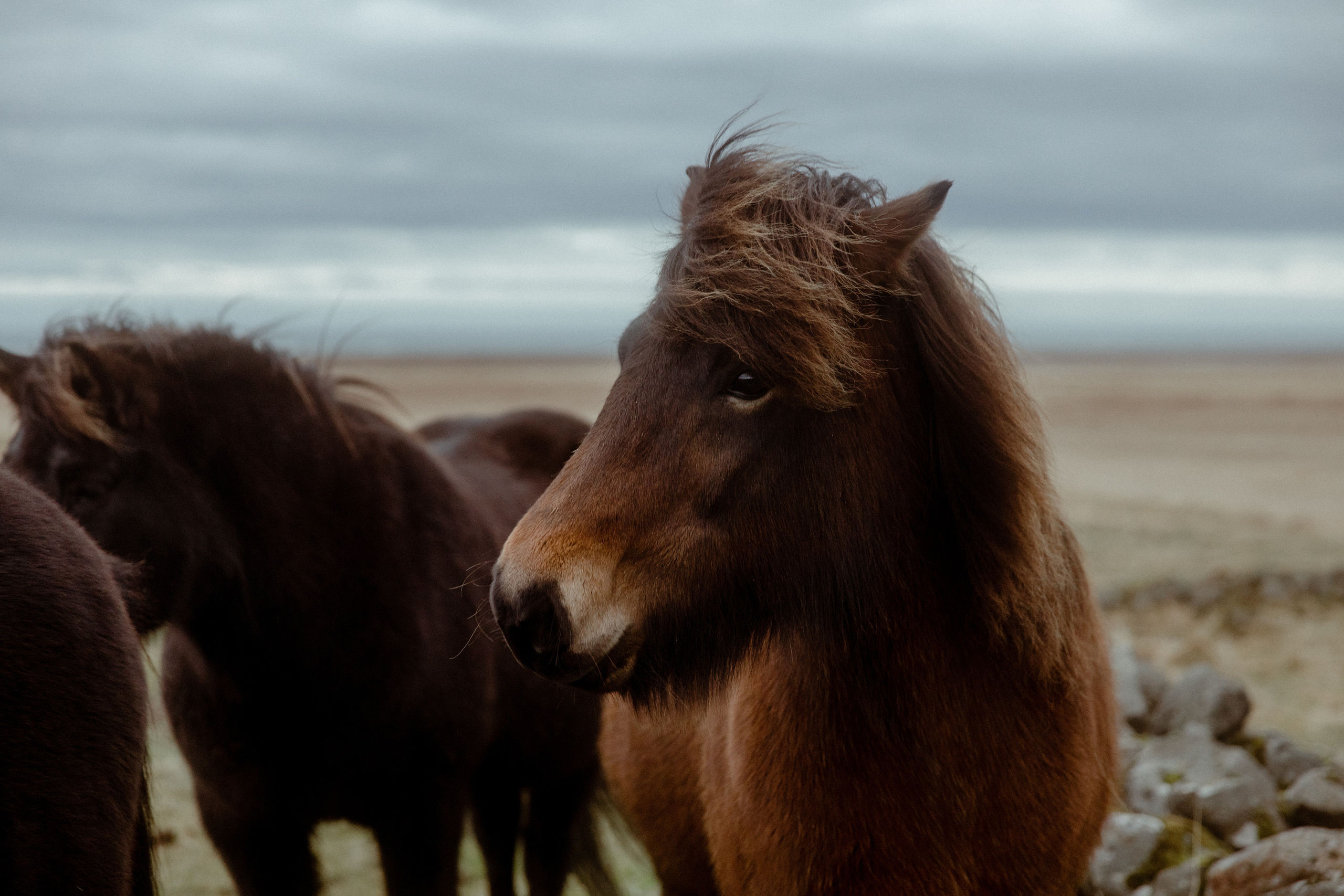 Elopement at Snaefellsnes Iceland | Wedding photos with Icelandic horses. Iceland elopement photo and video | Nikolaichik Photo