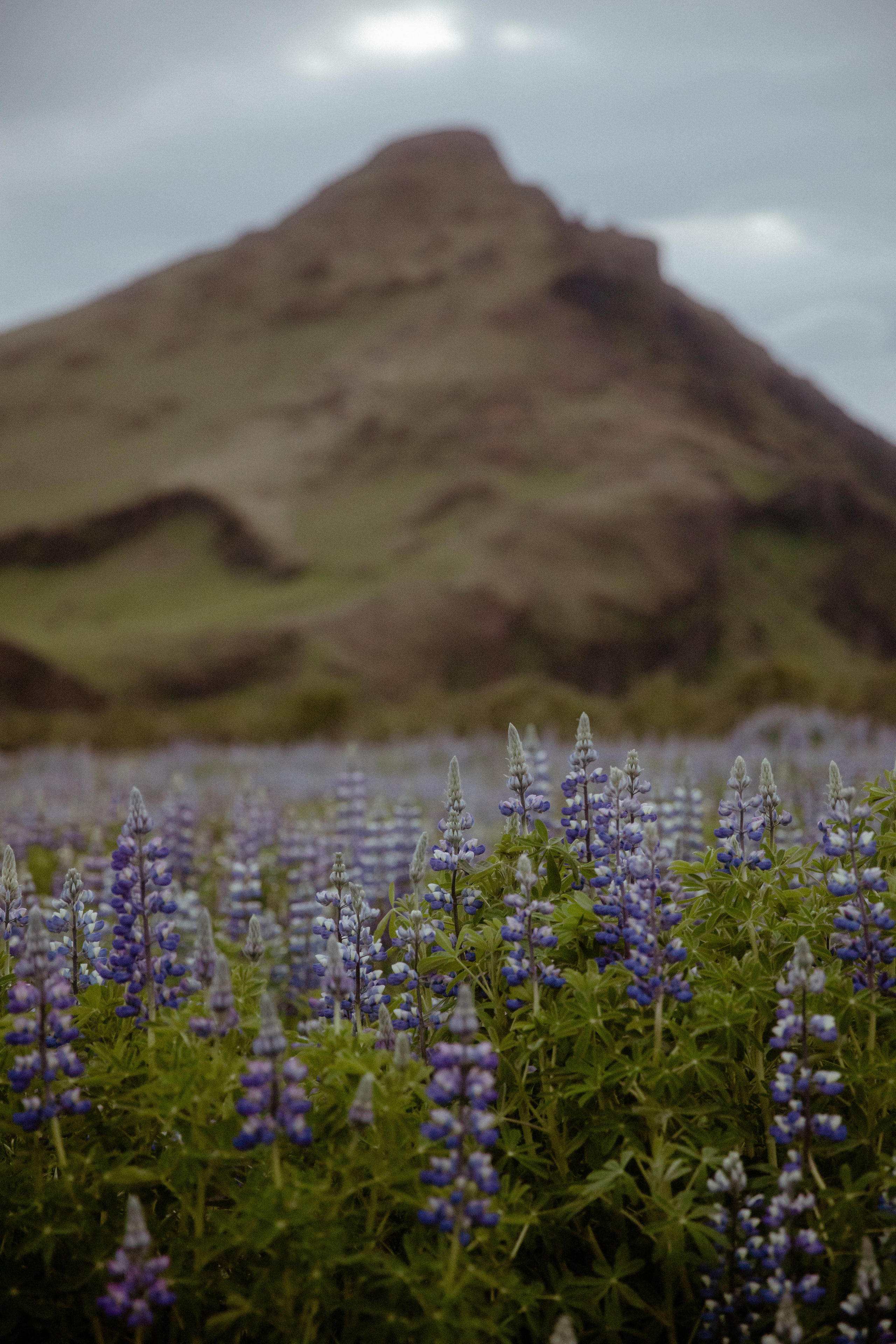 Charming South Iceland Elopement. Iceland elopement photo and video | Nikolaichik Photo