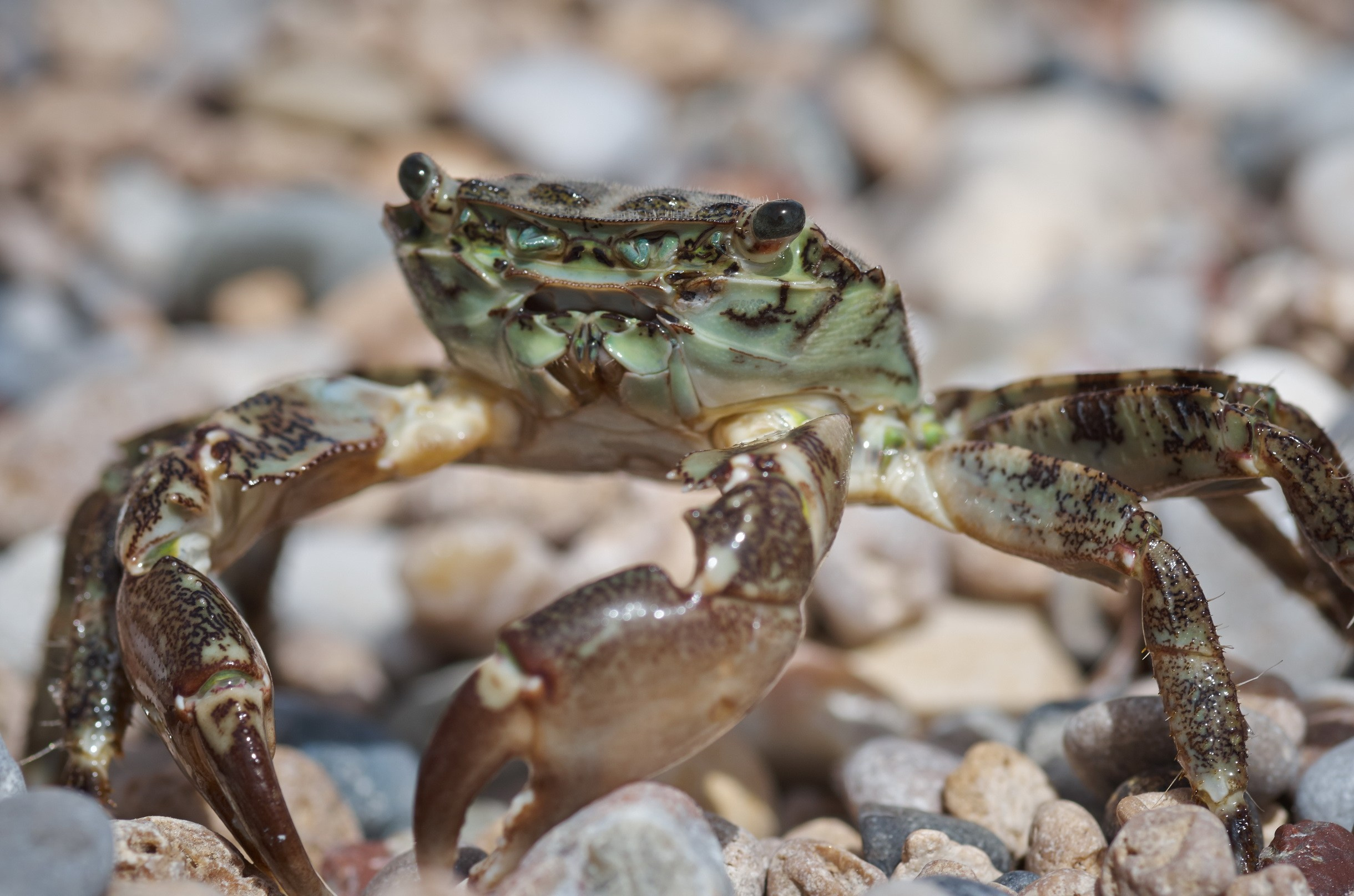 Close-Up. Yuri Popkov | Photographer