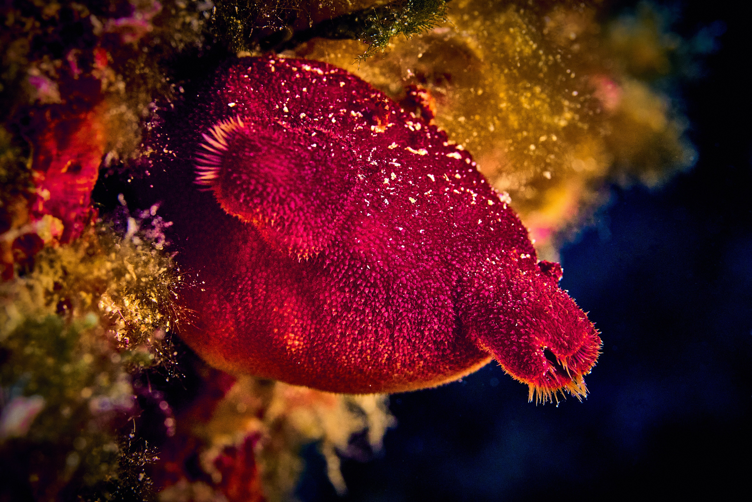 Fotograf podwodny Andriej Szypiłow - Fauna i flora Czerwonego i Adriatyckiego Mórz. Andriej Szypilow - Fotografia & Wideografia