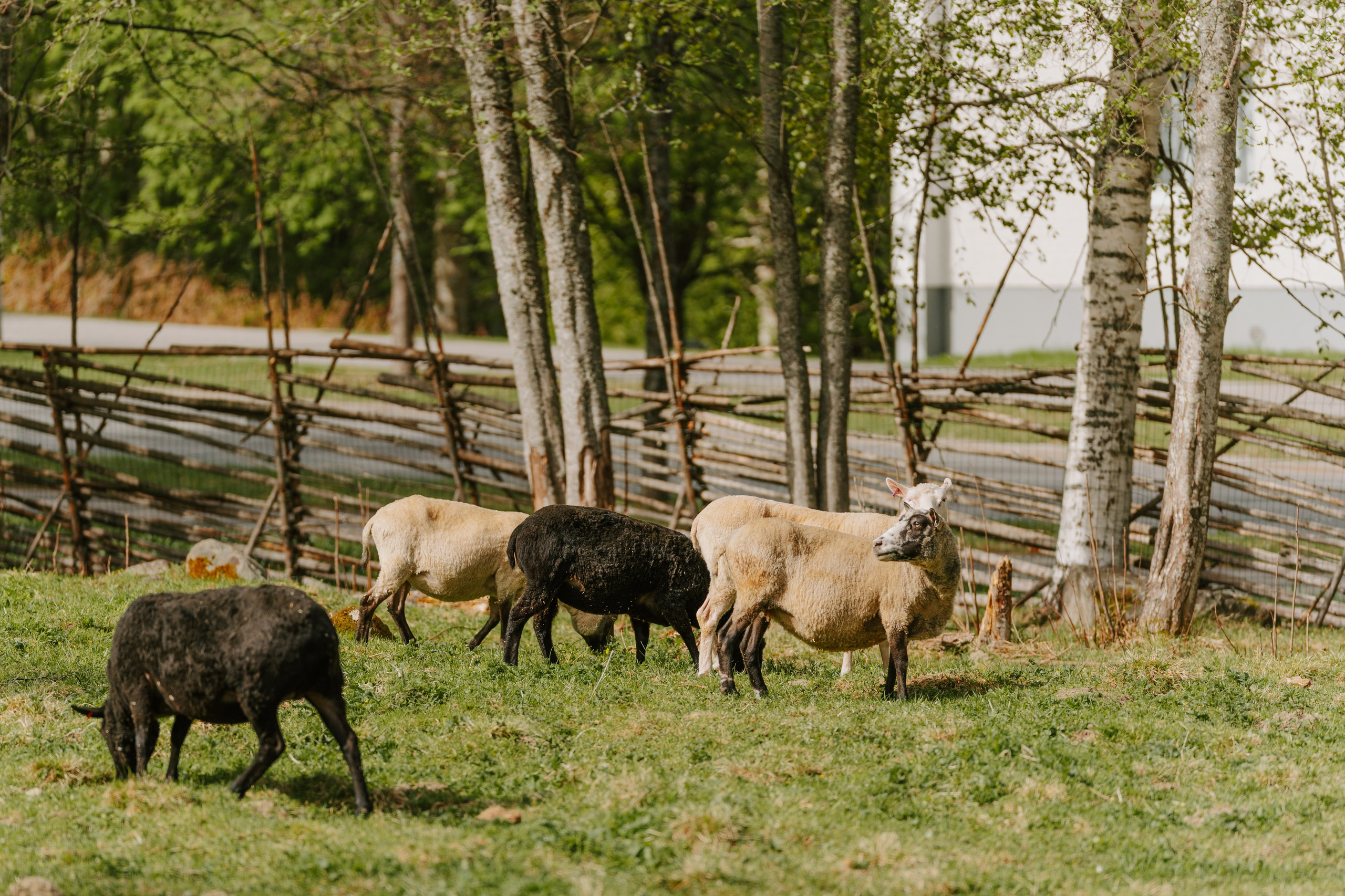 Sinkkolan kotieläinpiha