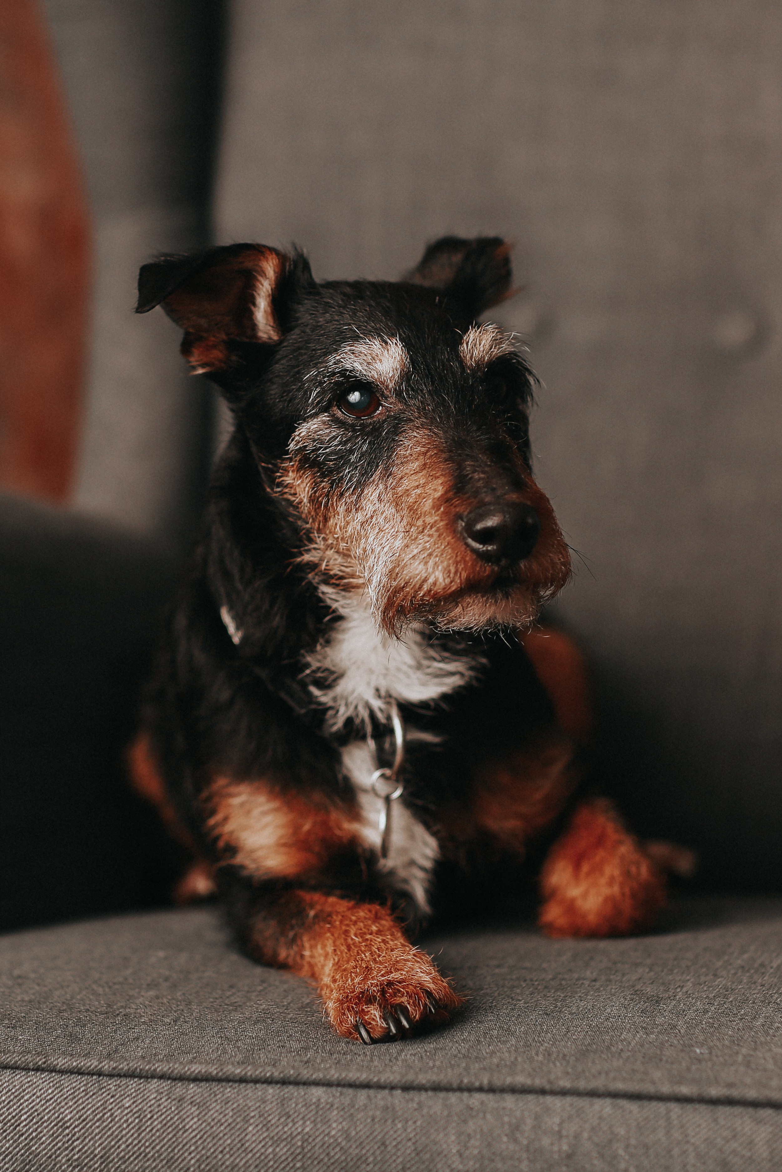 Haustiere. Neugeborenen, Familien, Geschwister Fotografin aus Delmenhorst