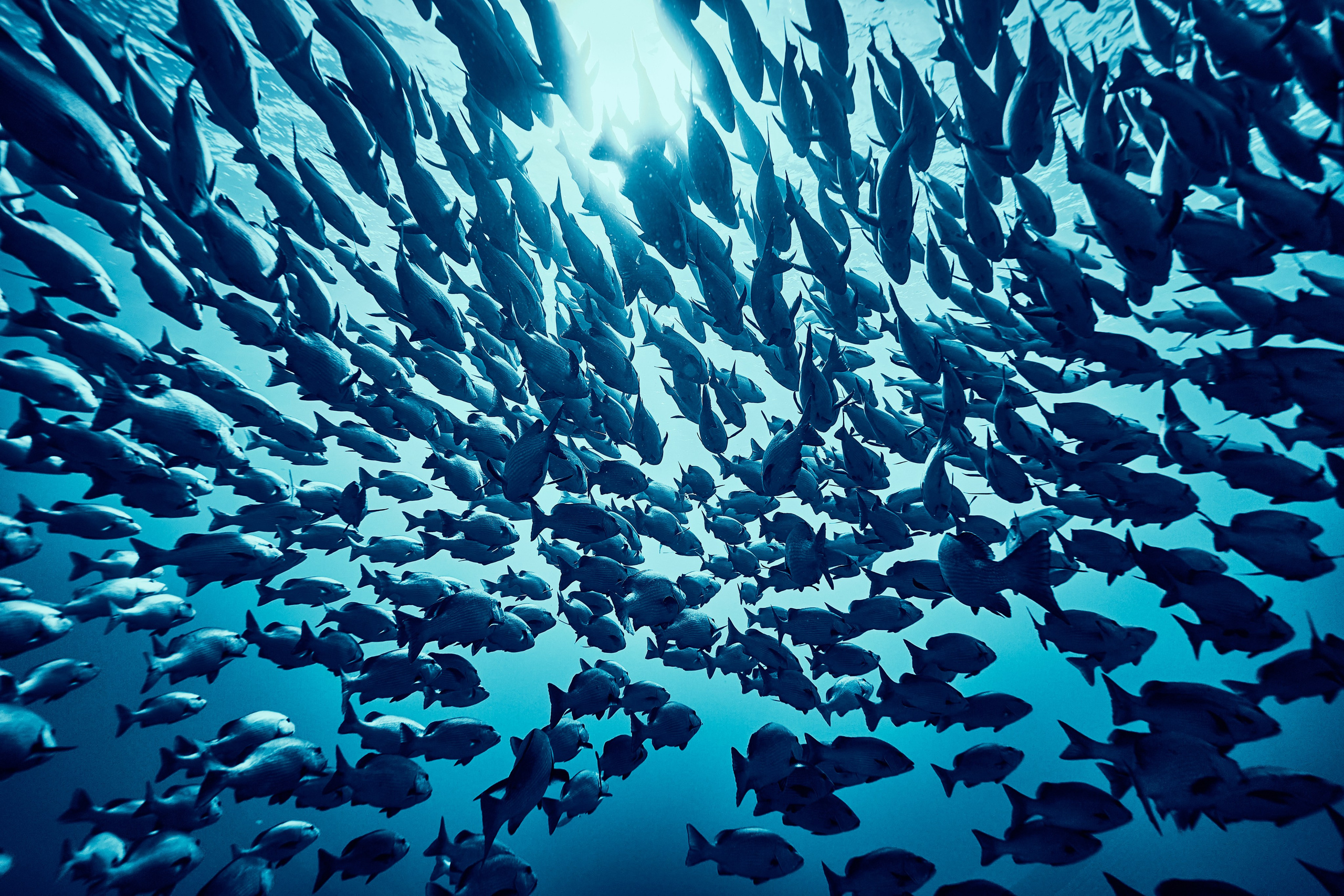 Fotograf podwodny Andriej Szypiłow - Fauna i flora Czerwonego i Adriatyckiego Mórz. Andriej Szypilow - Fotografia & Wideografia