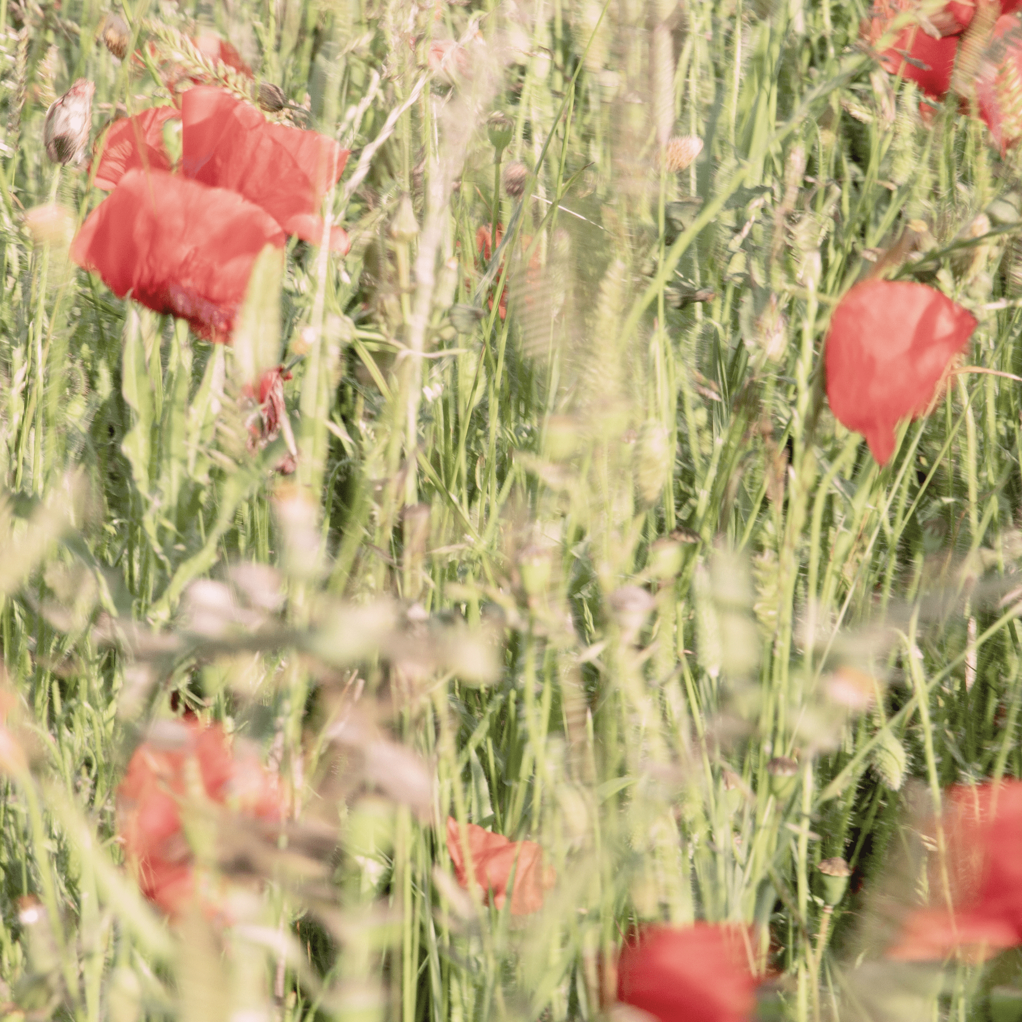 POPPIES PULSE. Natalja Poplavska — Visual artist, Photographer, East Sussex, London