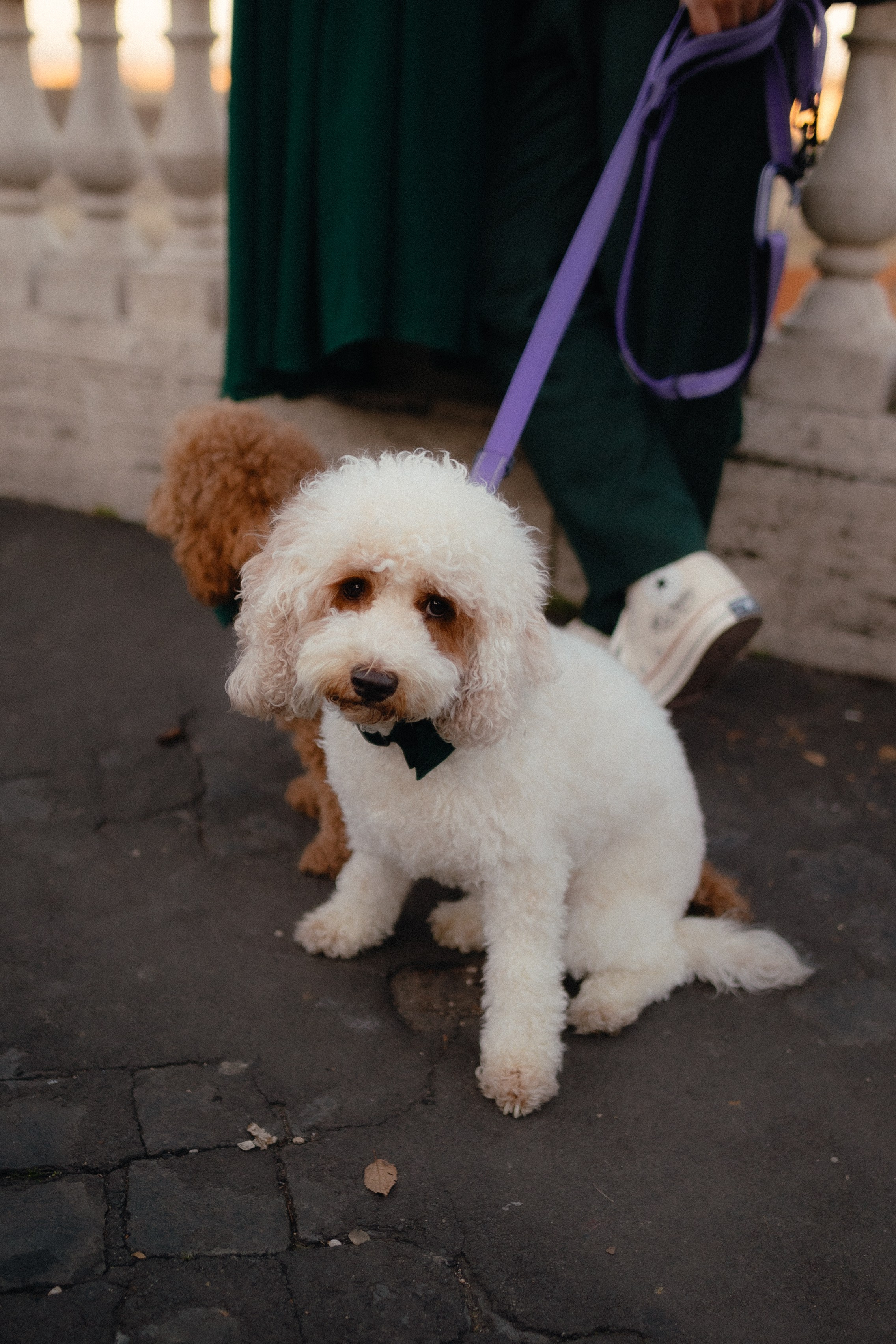 Lorenza & CJ. Photographer in Italy Anna Linnik