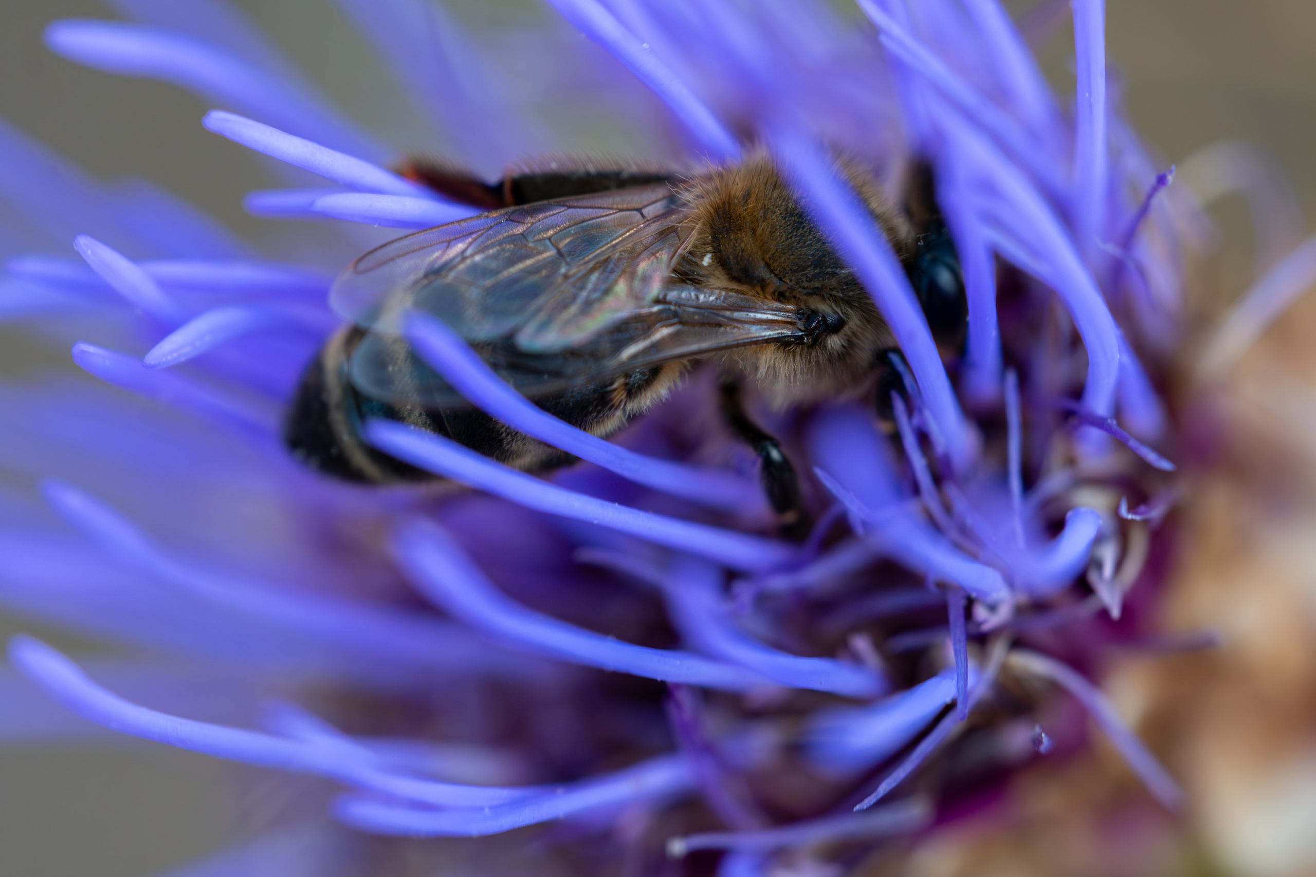 Macro Photography. Hi, my name is Eric T and I am Iris photographer