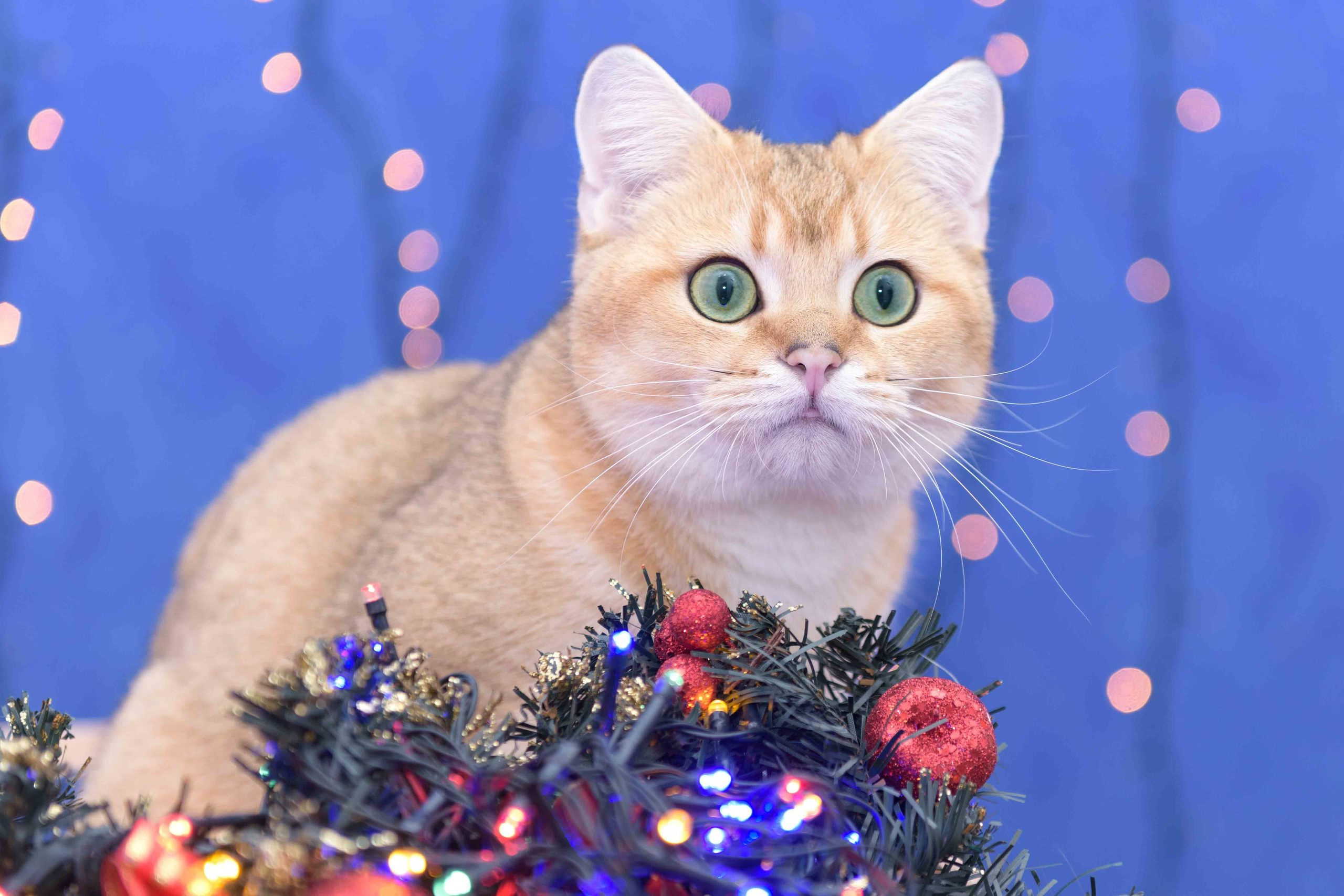 Питомник британских золотых шиншилл в Греции, британские кошки, питомник британских кошек Лимассол,  питомник золотых шиншилл, питомник золотых британцев, британская кошка Кипр, британская золотая шиншилла Лимассол, питомник британских кошек на Кипре, британские котята купить, британский котёнок Лимассол цена, британский котёнок Лимассол купить