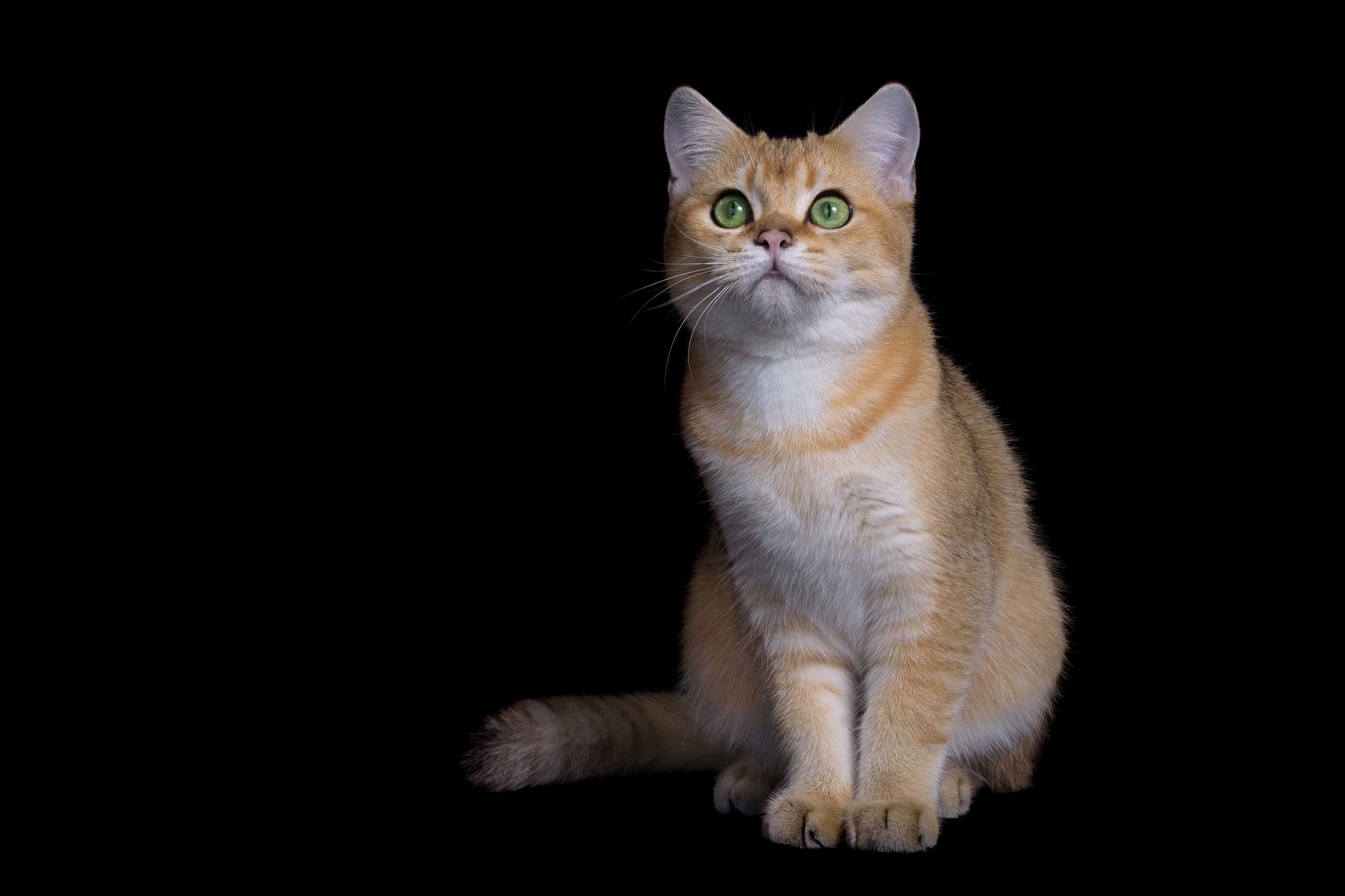 Питомник британских золотых шиншилл в Греции, британские кошки, питомник британских кошек Лимассол,  питомник золотых шиншилл, питомник золотых британцев, британская кошка Кипр, британская золотая шиншилла Лимассол, питомник британских кошек на Кипре, британские котята купить, британский котёнок Лимассол цена, британский котёнок Лимассол купить