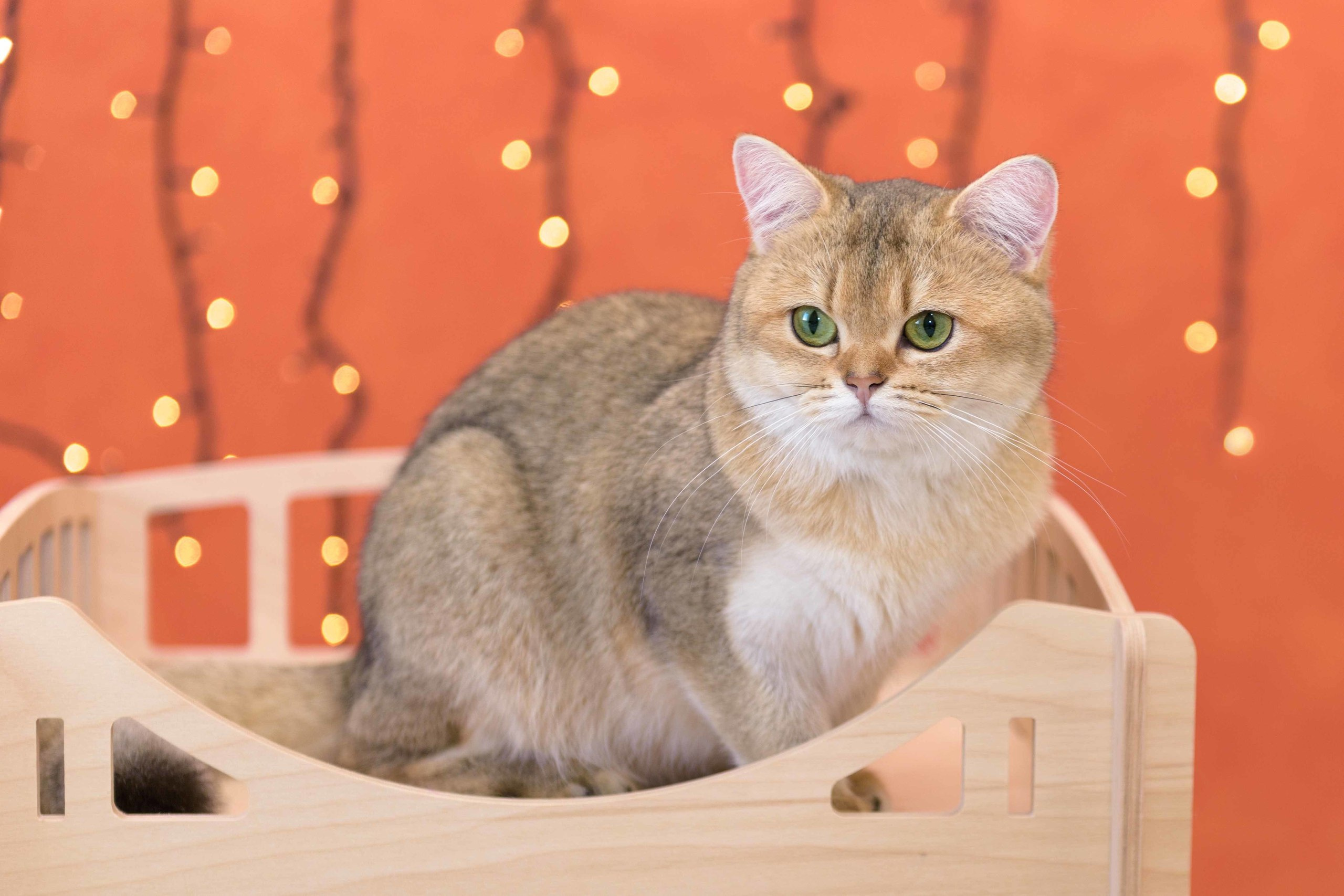 british shorthair golden, british shorthair golden cattery, british shorthair cattery greece, british golden chinchilla greece, british shorthair price, british shorthair Cyprus price, british shorthair Limassol price, cattery british shorthair Limassol, cattery british shorthair Cyprus, british shorthair kittens price, british kittens limassol, hosico cats, hosico cats breed, hosico cat in UK, hosico kitten price, british shorthair cattery in UK, cattery british shorthair in London, cattery british shorthair in Belgium, cattery british shorthair in Portugal, cattery british shorthair in Denmark, cattery british shorthair in Sweden