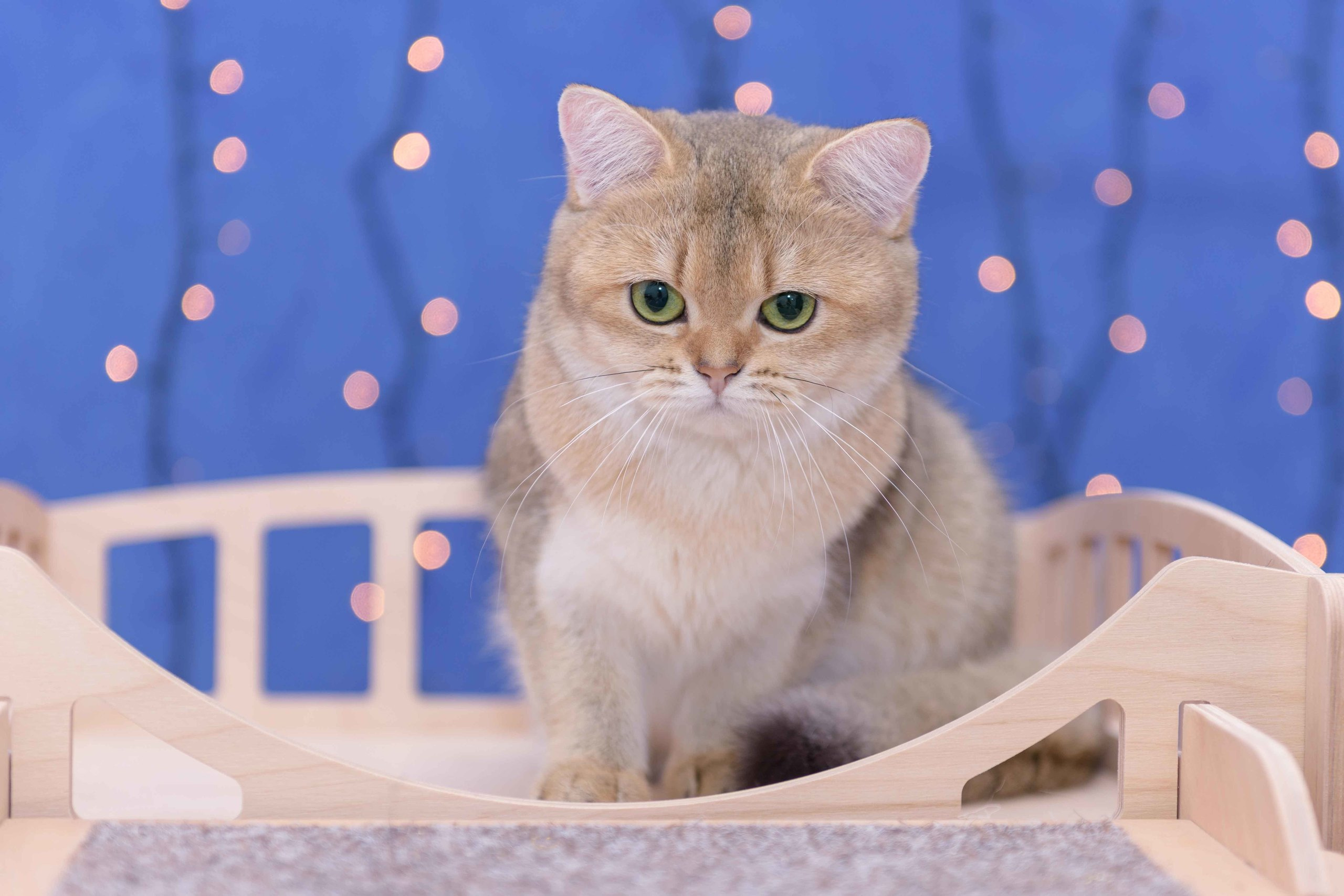 british shorthair golden, british shorthair golden cattery, british shorthair cattery greece, british golden chinchilla greece, british shorthair price, british shorthair Cyprus price, british shorthair Limassol price, cattery british shorthair Limassol, cattery british shorthair Cyprus, british shorthair kittens price, british kittens limassol, british shorthair limassol, hosico cats, hosico cats breed, hosico cat in UK, hosico kitten price