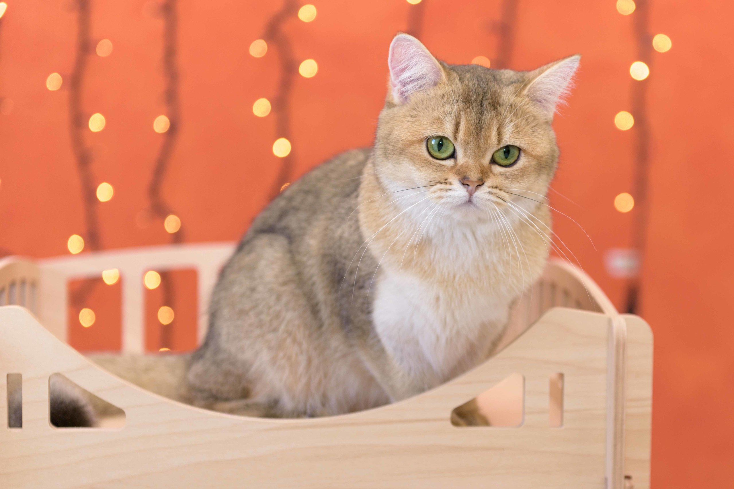 british shorthair golden, british shorthair golden cattery, british shorthair cattery greece, british golden chinchilla greece, british shorthair price, british shorthair Cyprus price, british shorthair Limassol price, cattery british shorthair Limassol, cattery british shorthair Cyprus, british shorthair kittens price, british kittens limassol, british shorthair limassol, hosico cats, hosico cats breed, hosico cat in UK, hosico kitten price