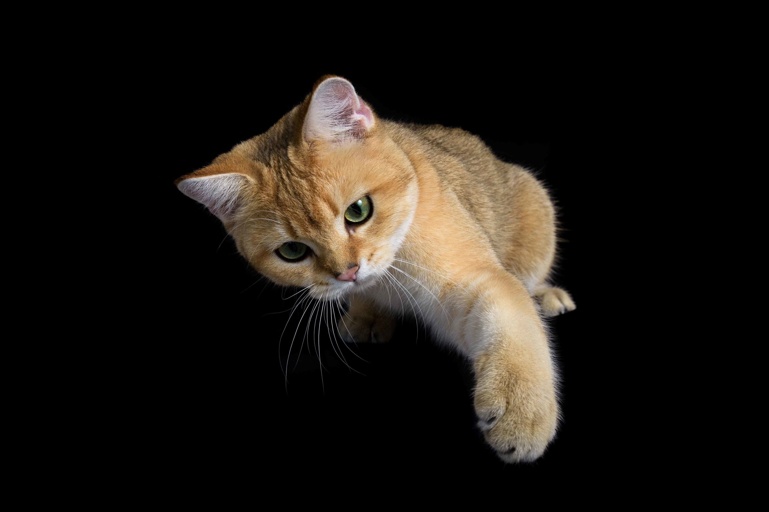 Питомник британских золотых шиншилл в Греции, британские кошки, питомник британских кошек Лимассол,  питомник золотых шиншилл, питомник золотых британцев, британская кошка Кипр, британская золотая шиншилла Лимассол, питомник британских кошек на Кипре, британские котята купить, британский котёнок Лимассол цена, британский котёнок Лимассол купить