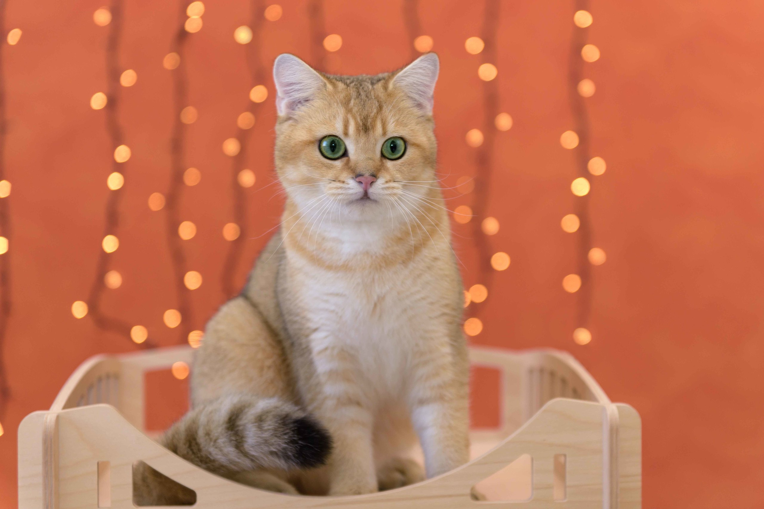 Питомник британских золотых шиншилл в Греции, британские кошки, питомник британских кошек Лимассол,  питомник золотых шиншилл, питомник золотых британцев, британская кошка Кипр, британская золотая шиншилла Лимассол, питомник британских кошек на Кипре, британские котята купить, британский котёнок Лимассол цена, британский котёнок Лимассол купить