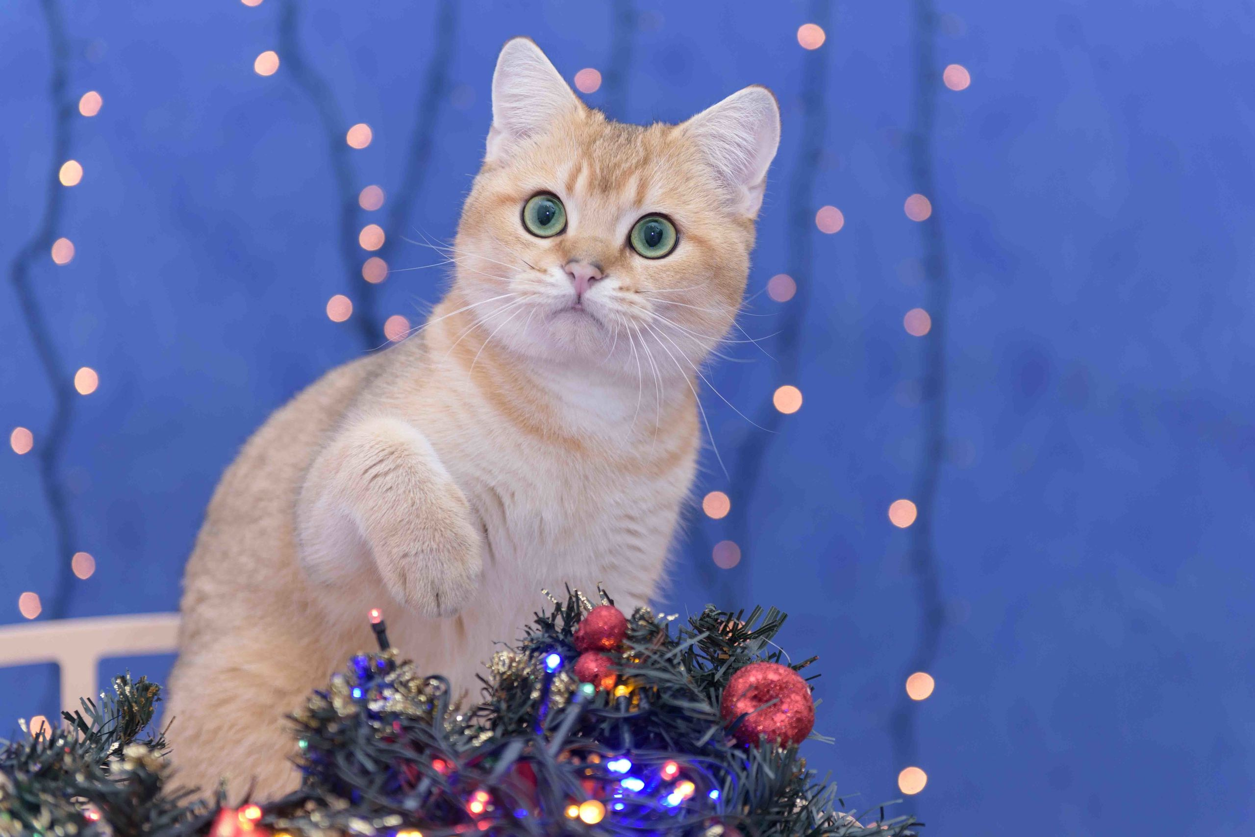 Питомник британских золотых шиншилл в Греции, британские кошки, питомник британских кошек Лимассол,  питомник золотых шиншилл, питомник золотых британцев, британская кошка Кипр, британская золотая шиншилла Лимассол, питомник британских кошек на Кипре, британские котята купить, британский котёнок Лимассол цена, британский котёнок Лимассол купить
