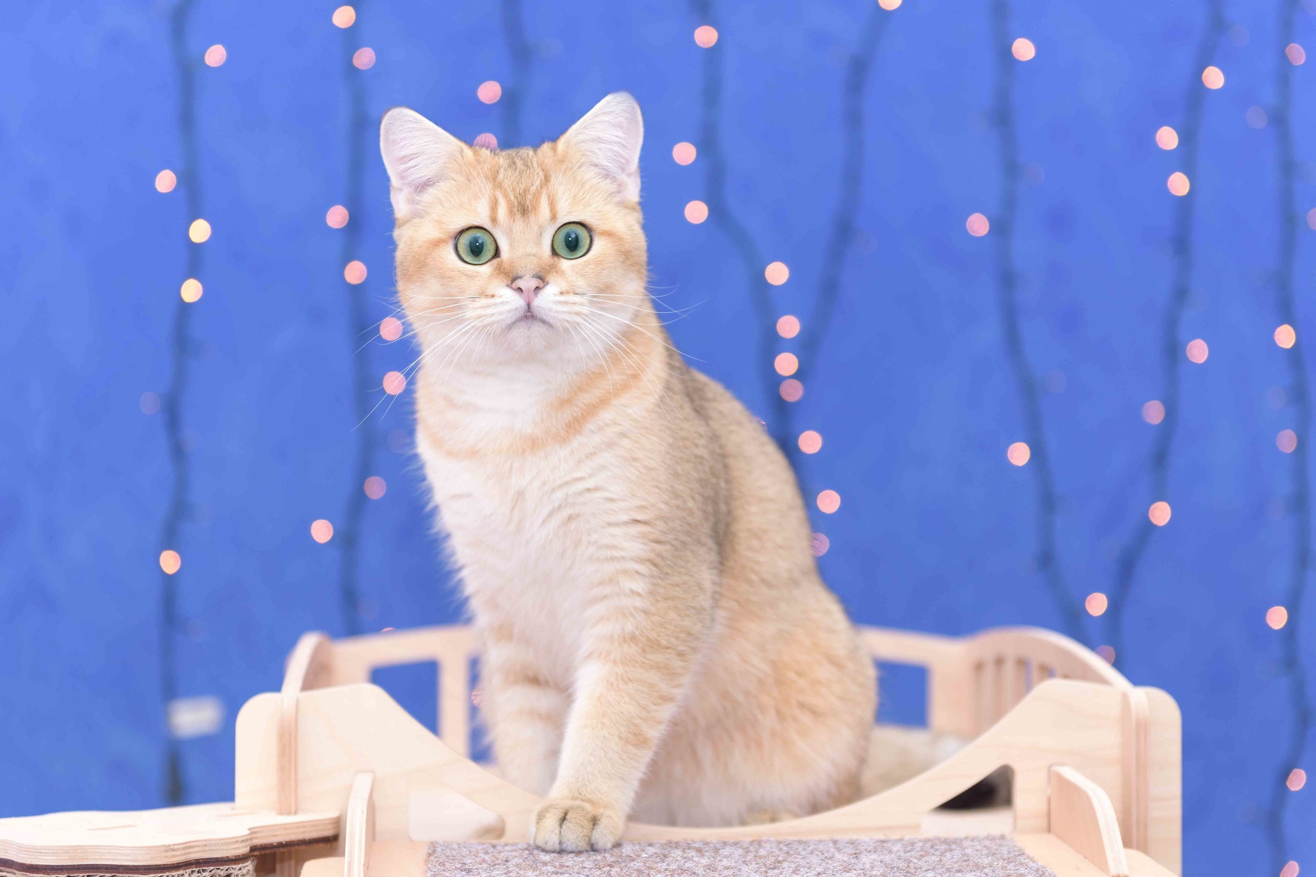 Питомник британских золотых шиншилл в Греции, британские кошки, питомник британских кошек Лимассол,  питомник золотых шиншилл, питомник золотых британцев, британская кошка Кипр, британская золотая шиншилла Лимассол, питомник британских кошек на Кипре, британские котята купить, британский котёнок Лимассол цена, британский котёнок Лимассол купить