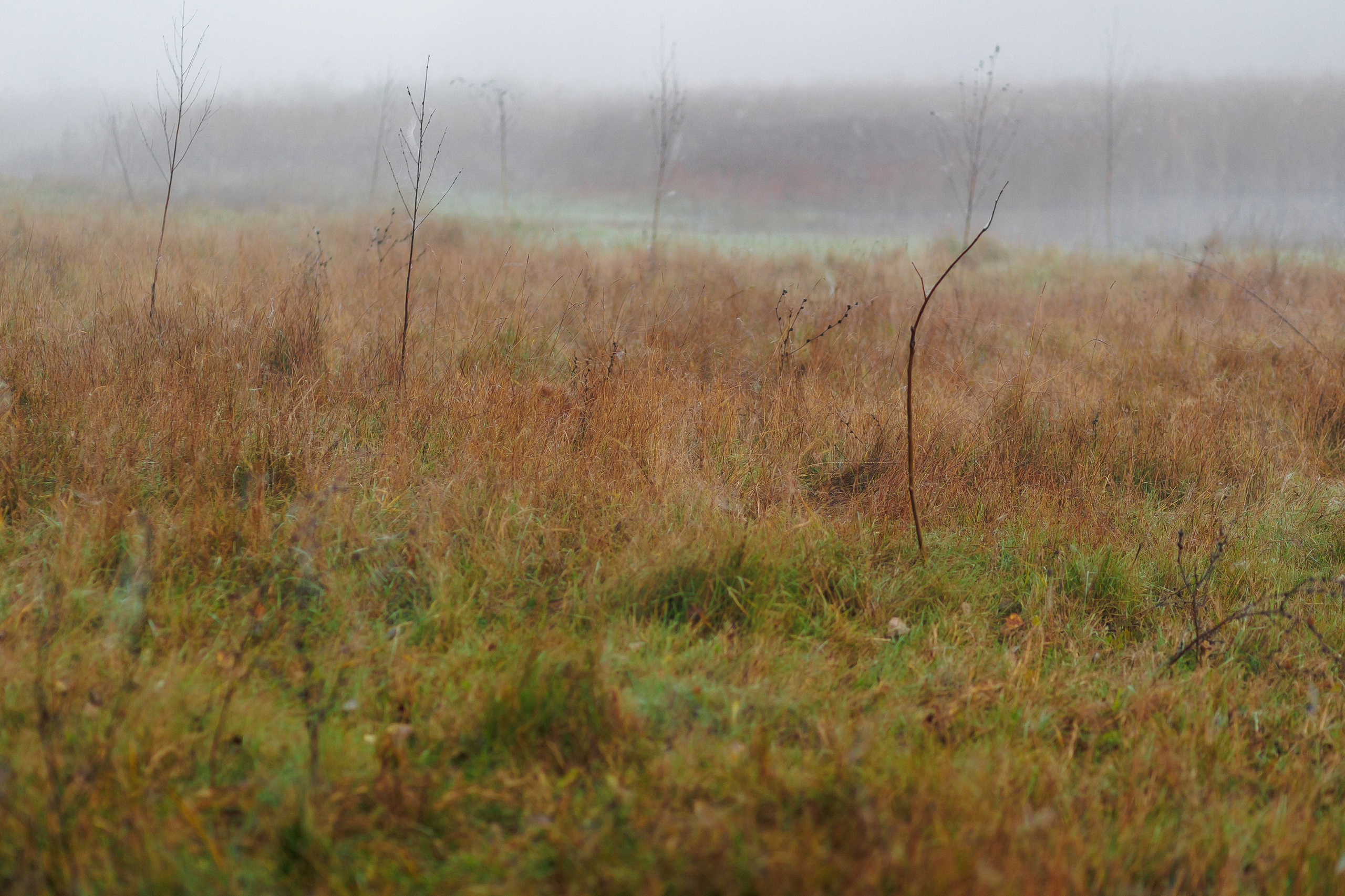 MARIANA — AUTUMN TIME. Fulga Photographer