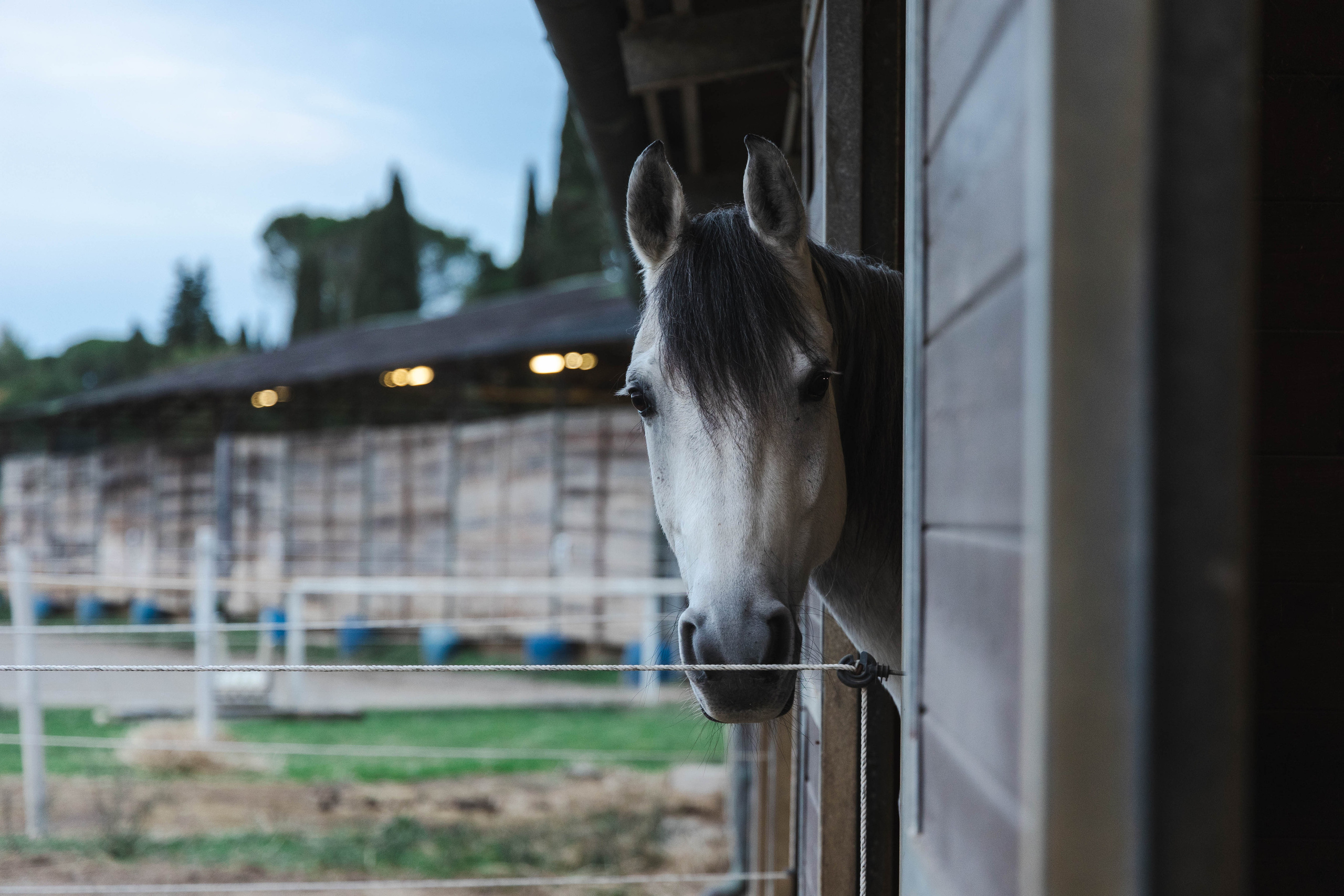 Filip and horses in Italy. Nina Janeckova Fotografin und Videografin am Bodensee
