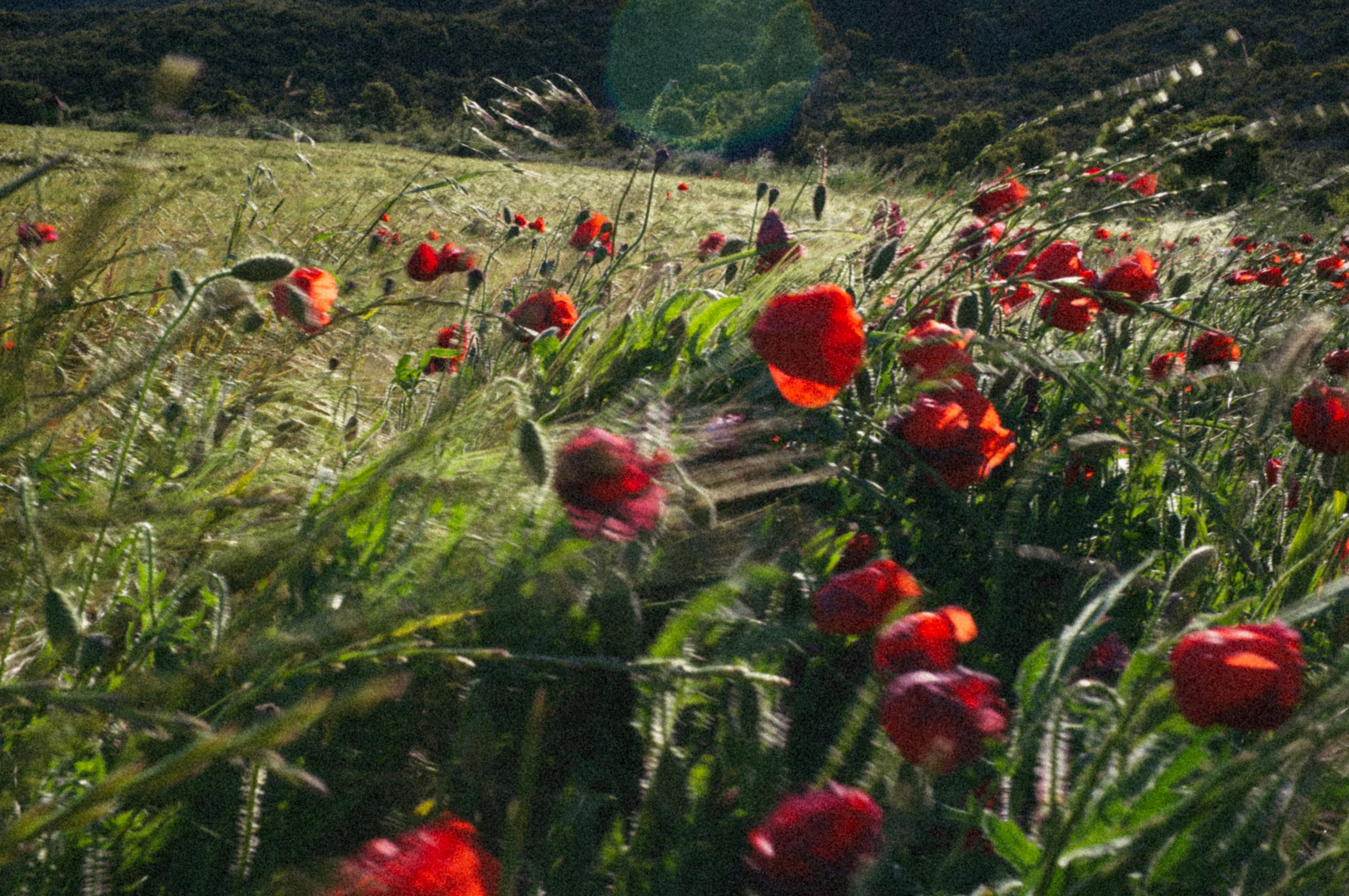 A lush green field with blooming red poppies, artistic photo