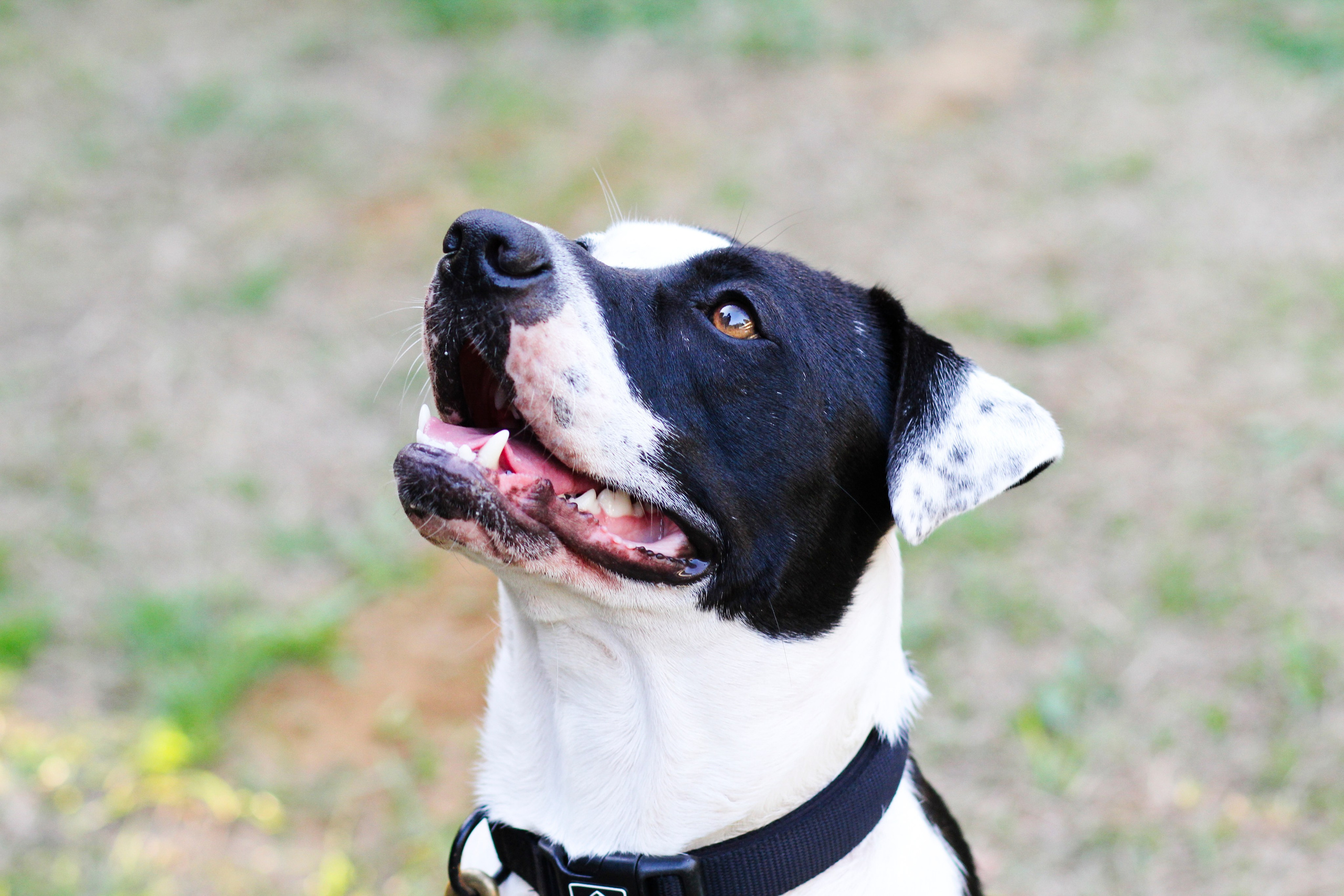 Sesiones fotográficas a mascotas. RabelByCris Fotógrafa en Coruña de Eventos, sesiones, mascotas