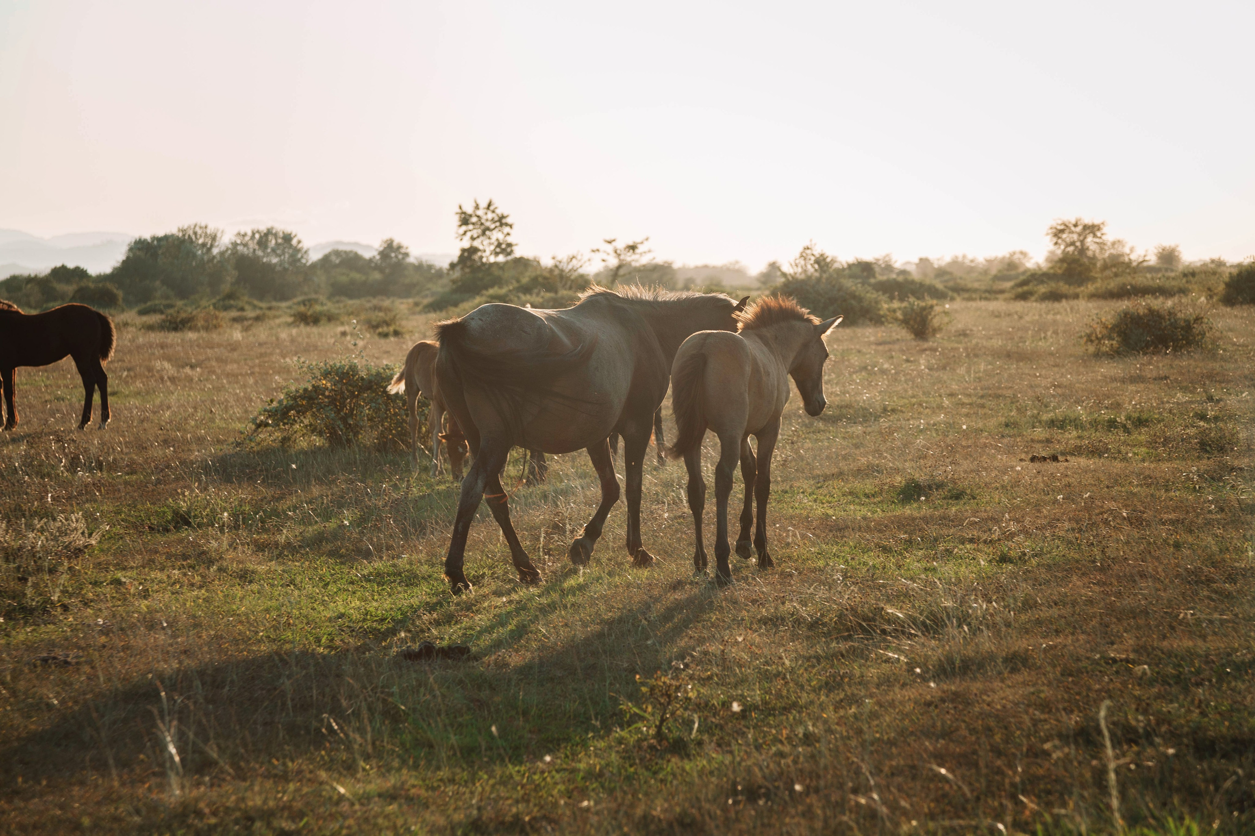 Landscapes. Wedding photographer Lyubov Sun Reutlingen
