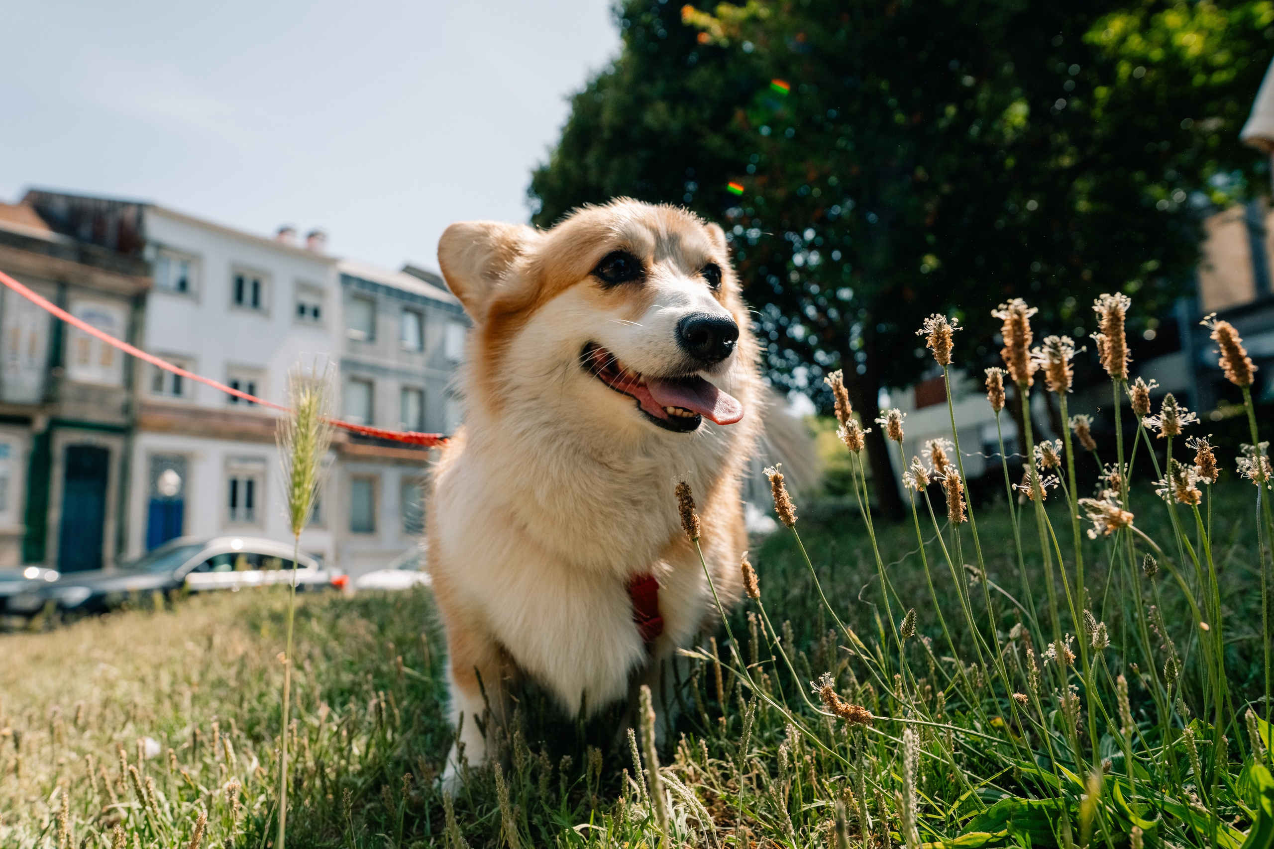 Yana & Pedro & Doggos. Maria Sher. Fotógrafa profissional do Porto, Portugal