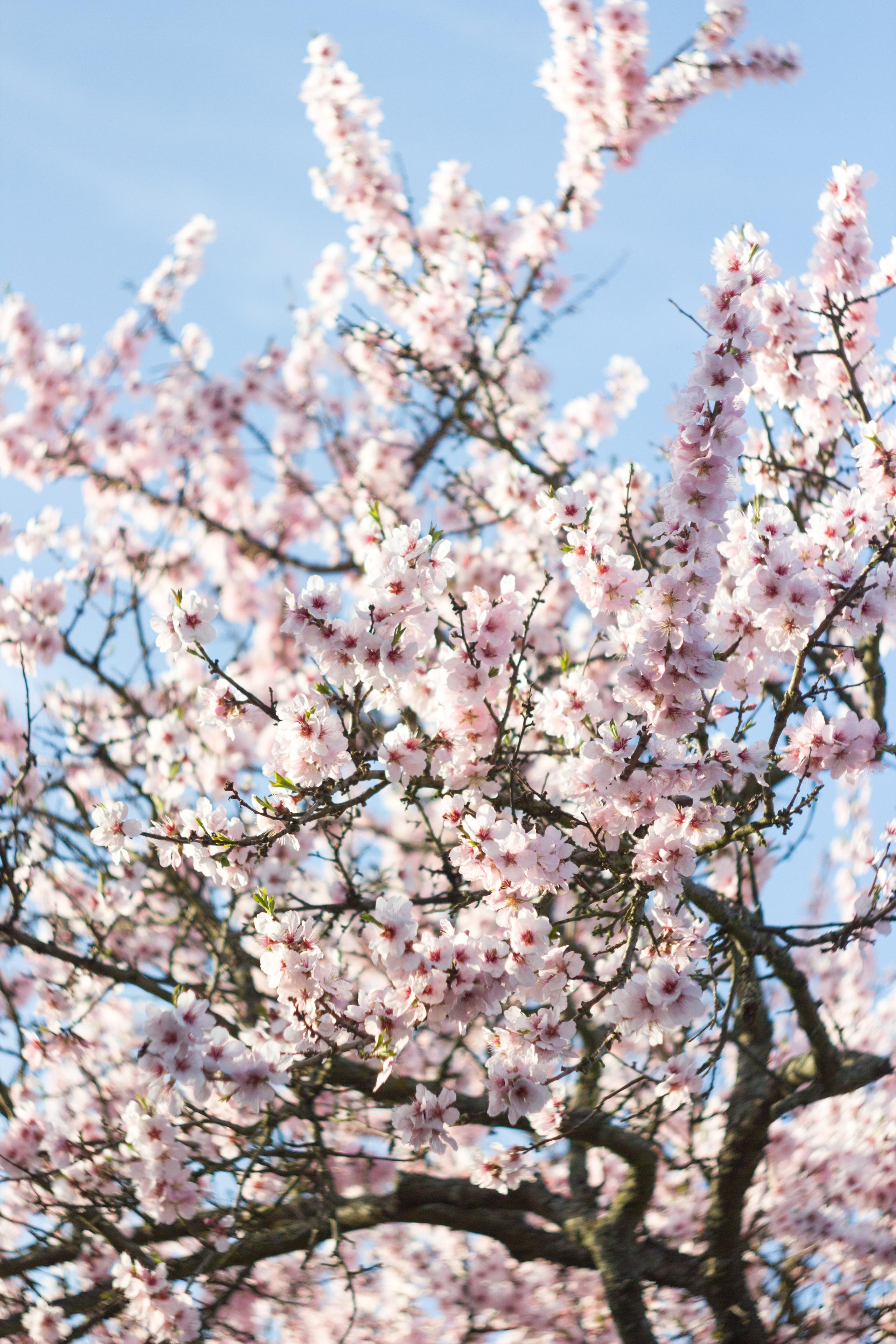 Цветущий миндаль в Пфальце. Фотограф в Германии — Мария Чистякова